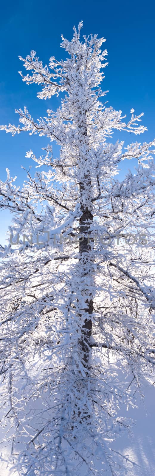 Winter taiga black spruce tree hoar frost covered by PiLens