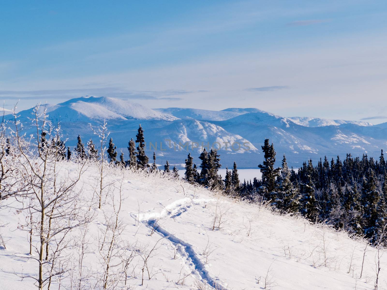 Snow-shoe trail in boreal forest taiga winter wilderness landscape of Yukon Territory, Canada, north of Whitehorse