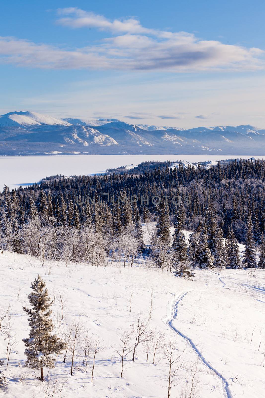 Taiga snowshoe trail landscape Yukon T Canada by PiLens