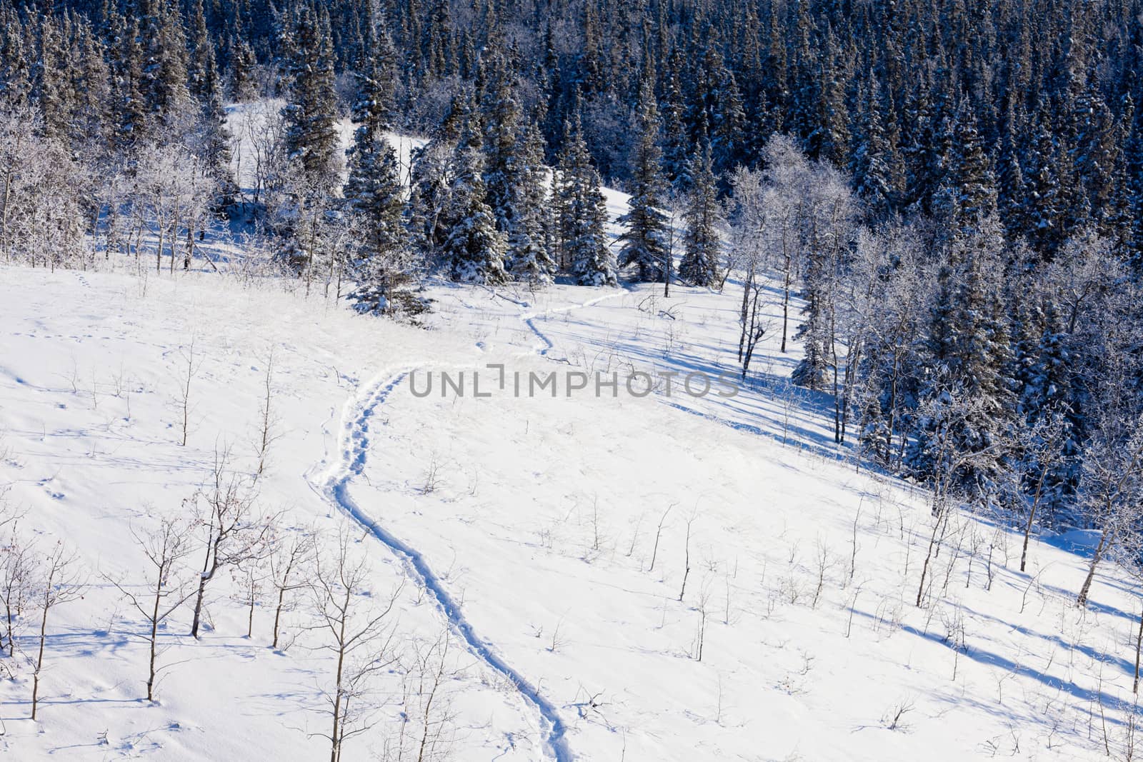 Snowy winter wonderland taiga snowshoe track scene by PiLens