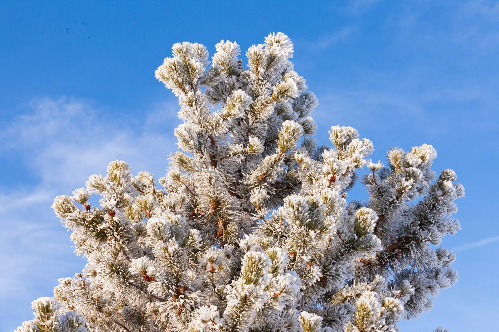 Winter pine tree covered in beautiful sparkling white hoar frost or snow built up and deposited during sub zero temperatures under clear blue sunny sky