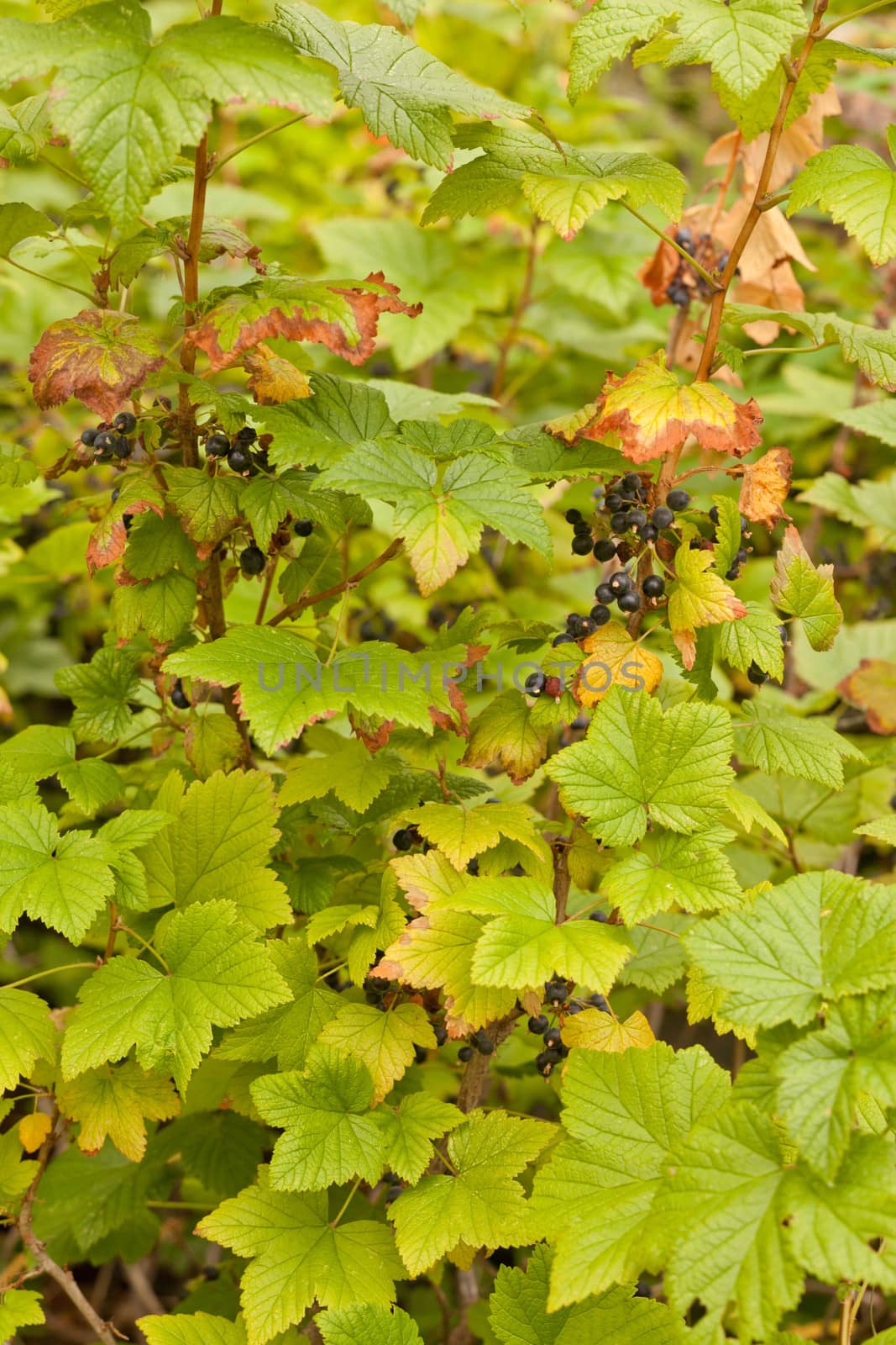 Ripe wild Black Currant berries Rubus hudsonianum by PiLens
