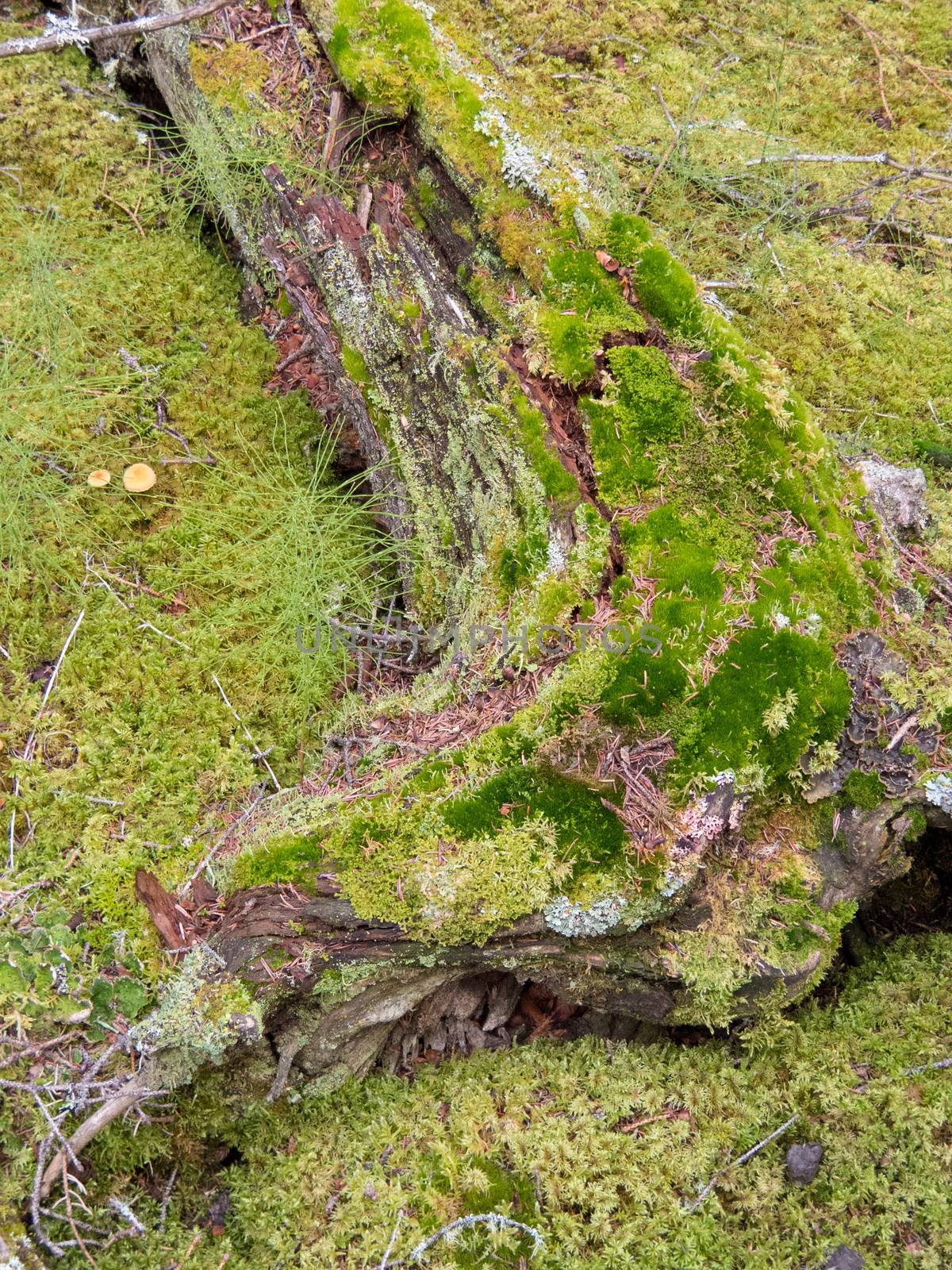 Old boreal forest taiga tree trunk covered with moss and lichens decaying on moist forest floor between horsetail and other plants