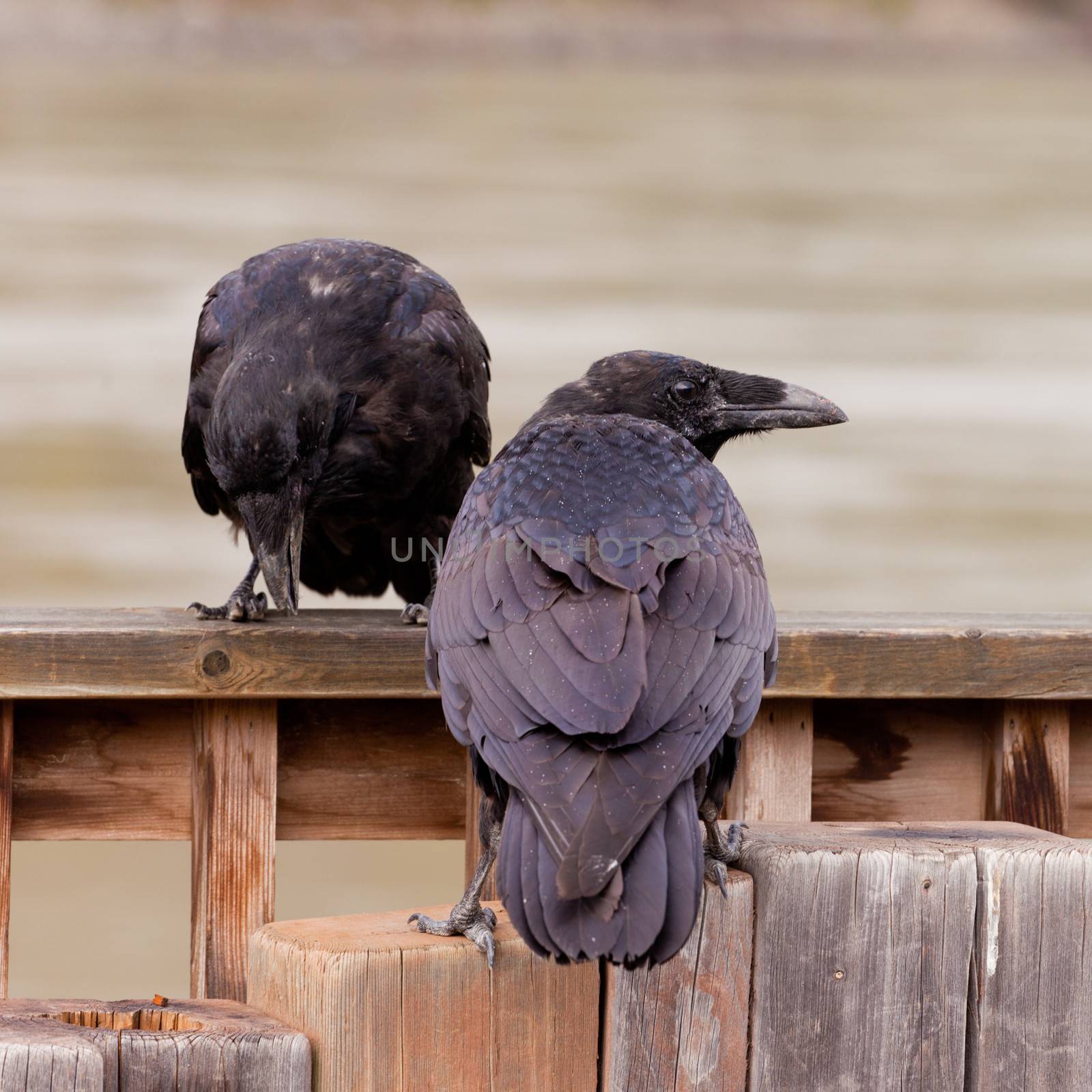 Pair of Common Ravens, Corvus corax, interact perched on wooden structure