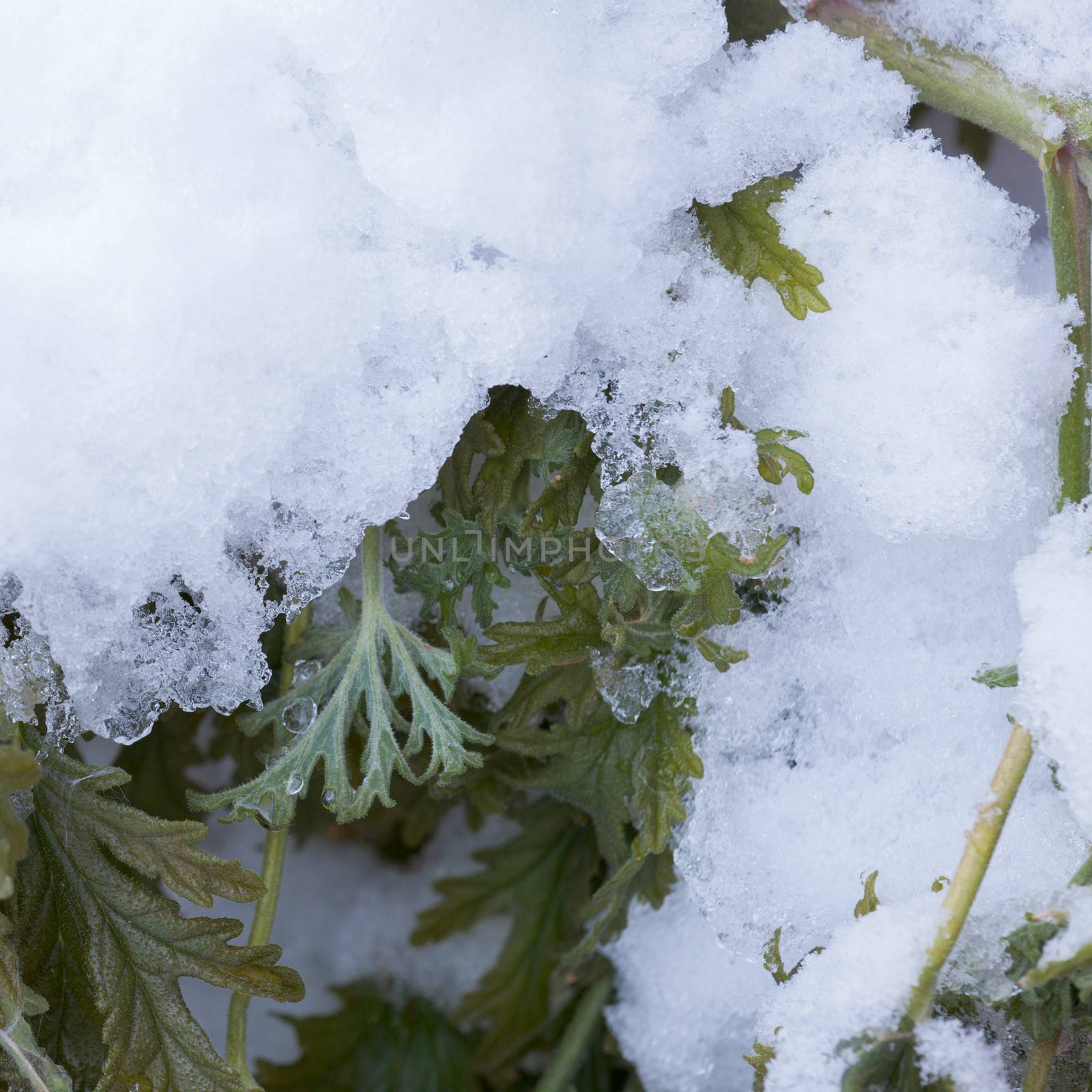 Freshly fallen fall autumn snow on still green but wilted plant leaves starts to thaw quickly
