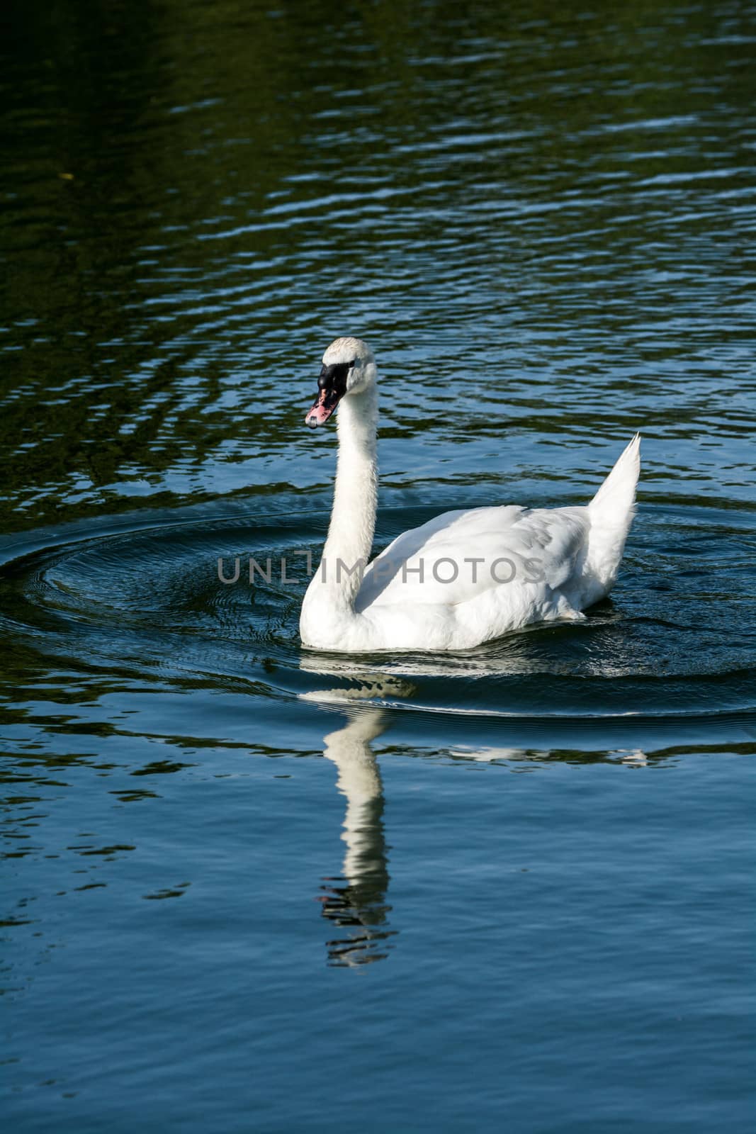 Goose in a small pond by IVYPHOTOS