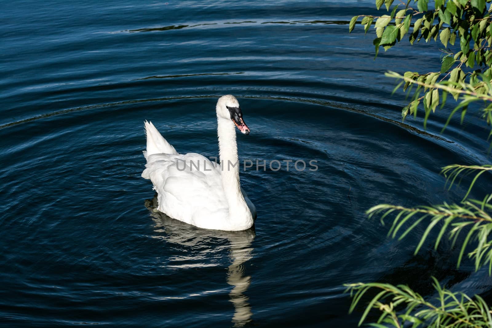 White goose swimming in a small pond