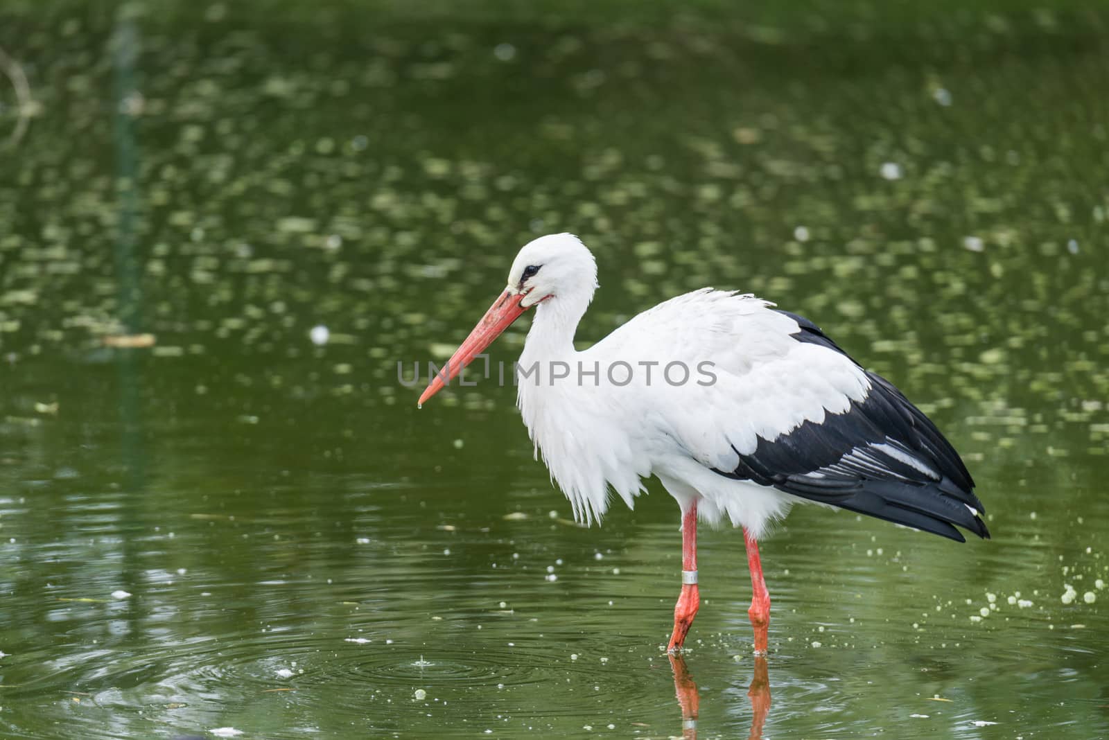 Big mouth bird standing in water in a zoo