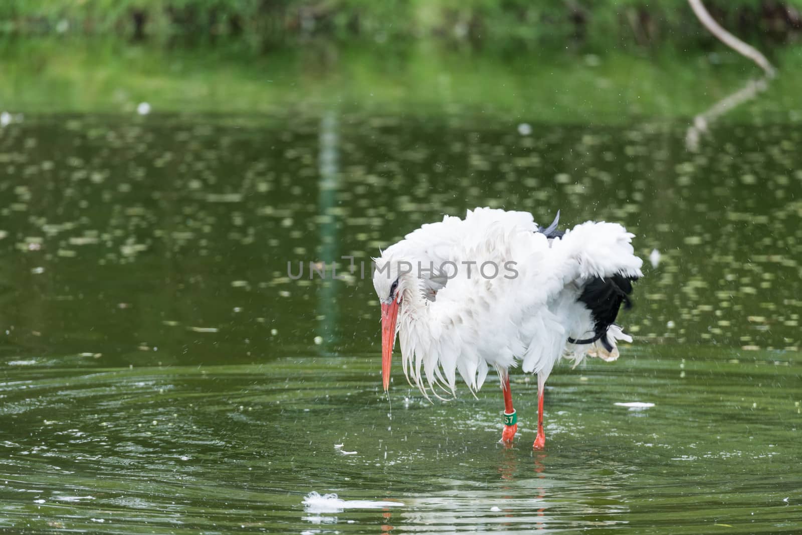 Big mouth bird standing in water in a zoo