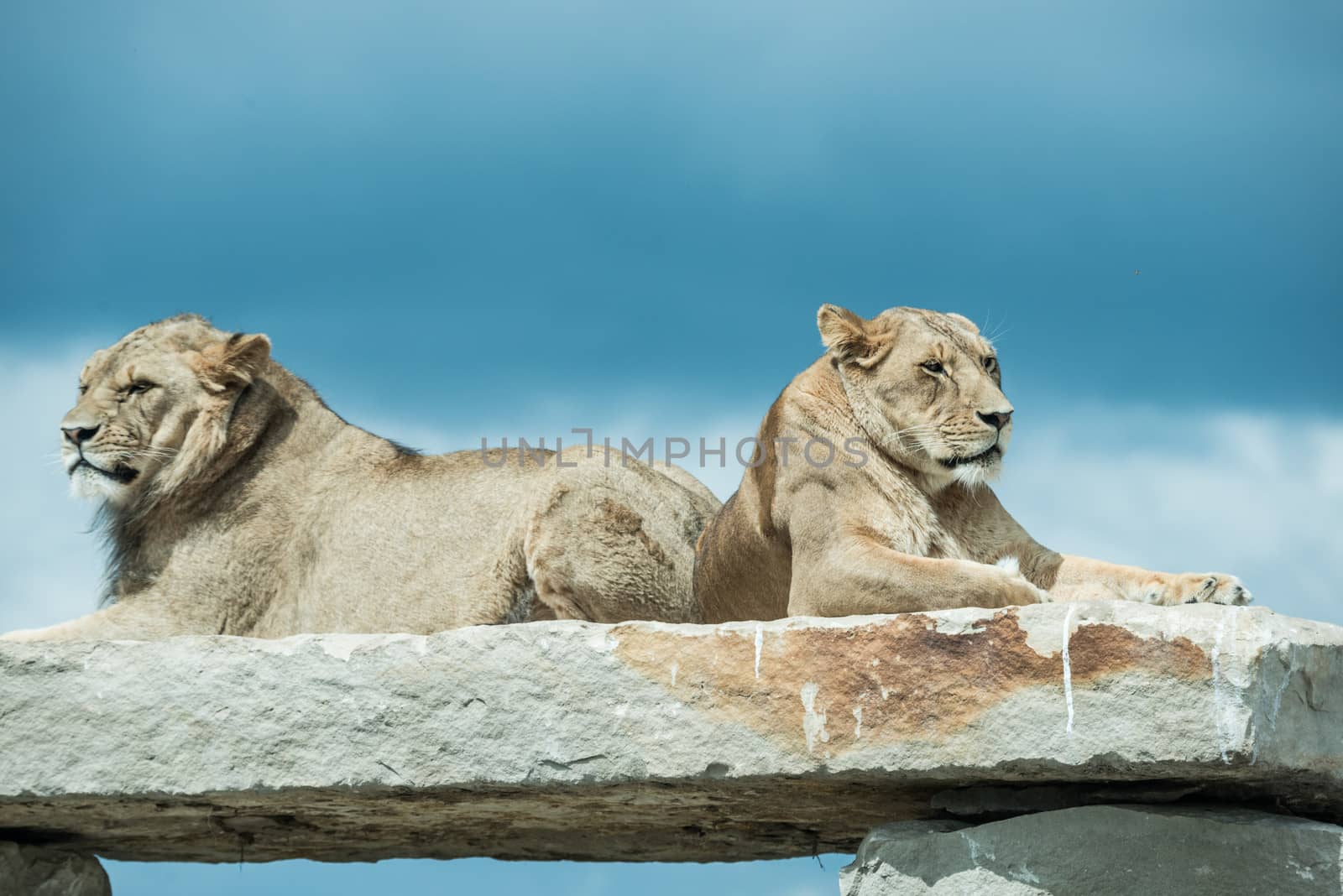 Lions laying on rock by IVYPHOTOS