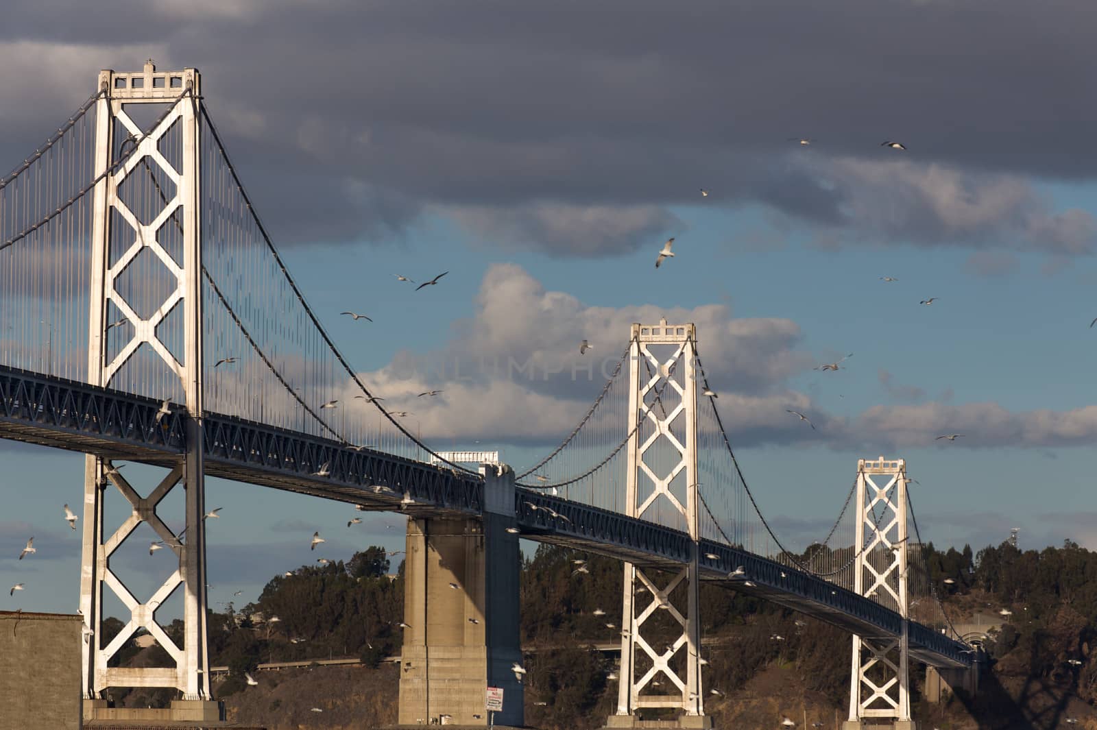 San Francisco Bay Bridge at Dusk with Foreground Gulls in Flight