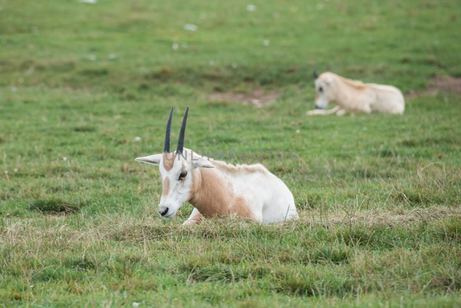 Mountain goat in a wild zoo by IVYPHOTOS