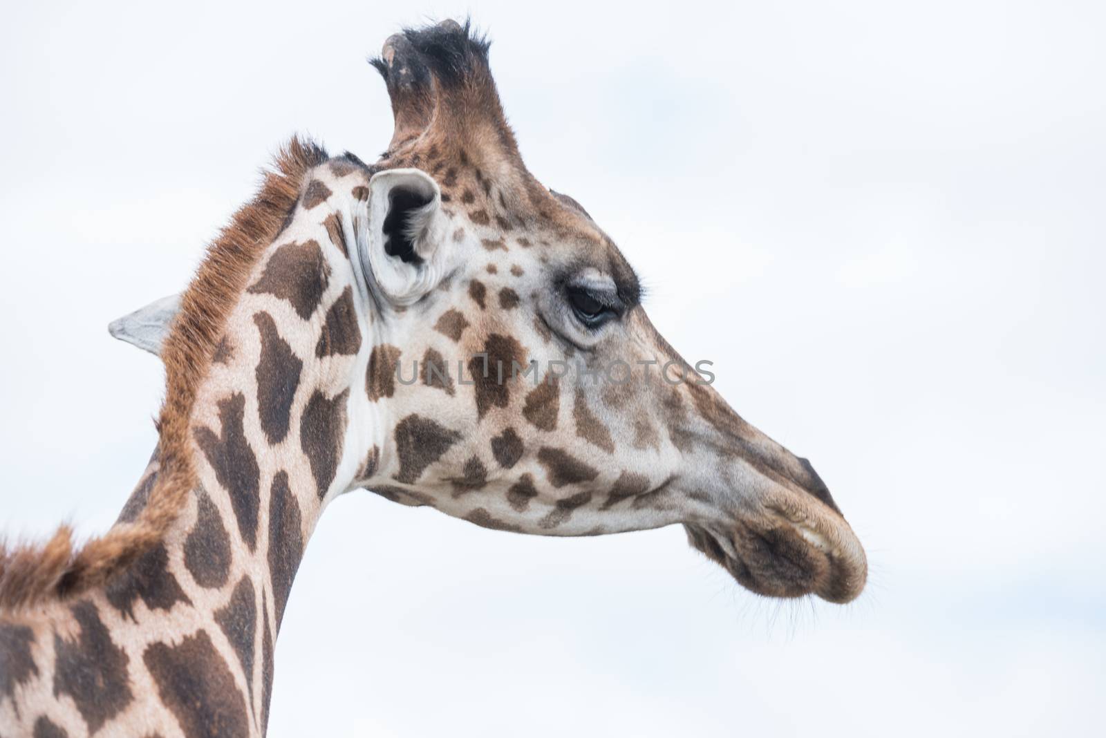 Giraffe in a wildlife reserve  by IVYPHOTOS