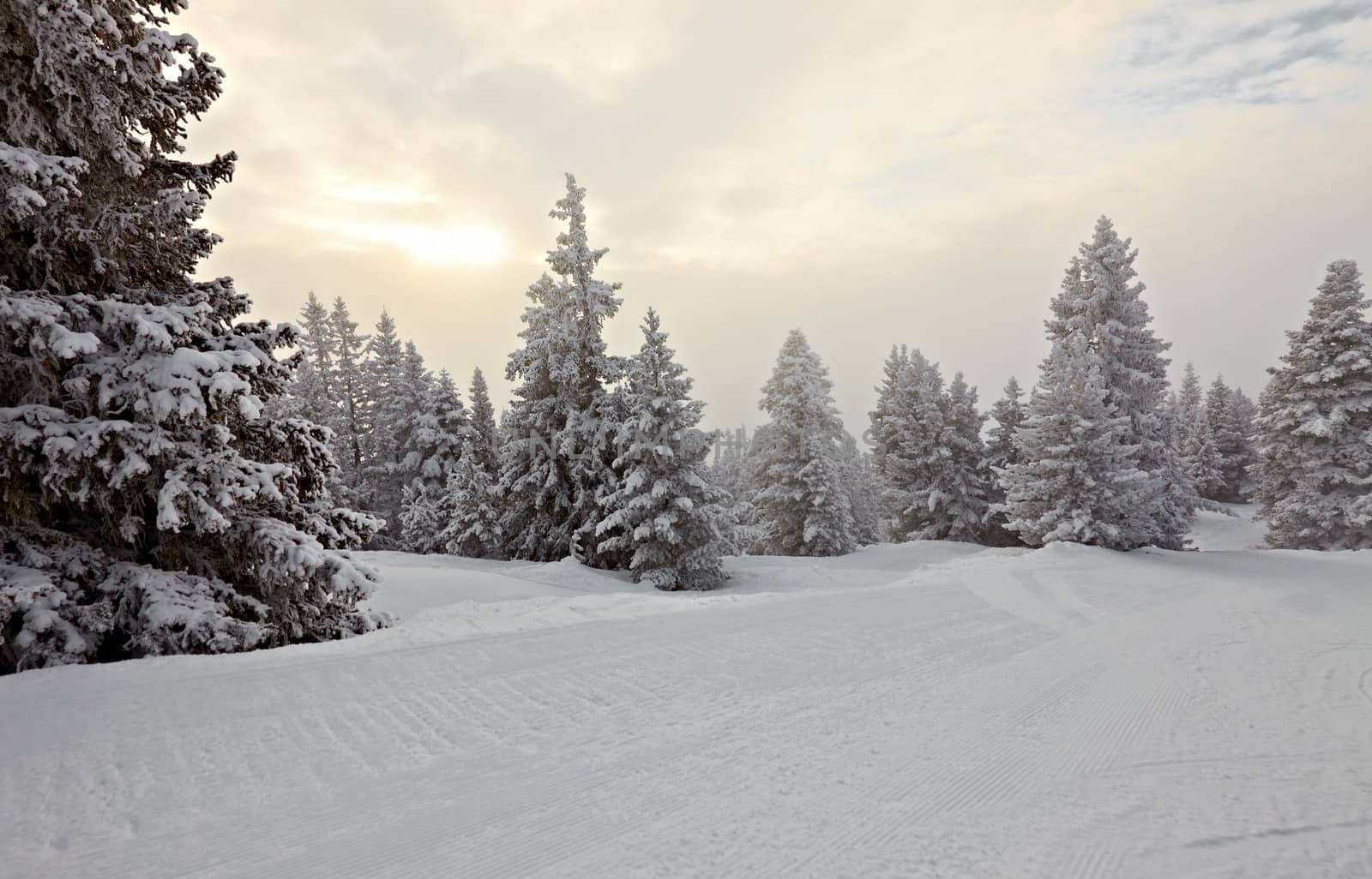 Winter forest by Gudella