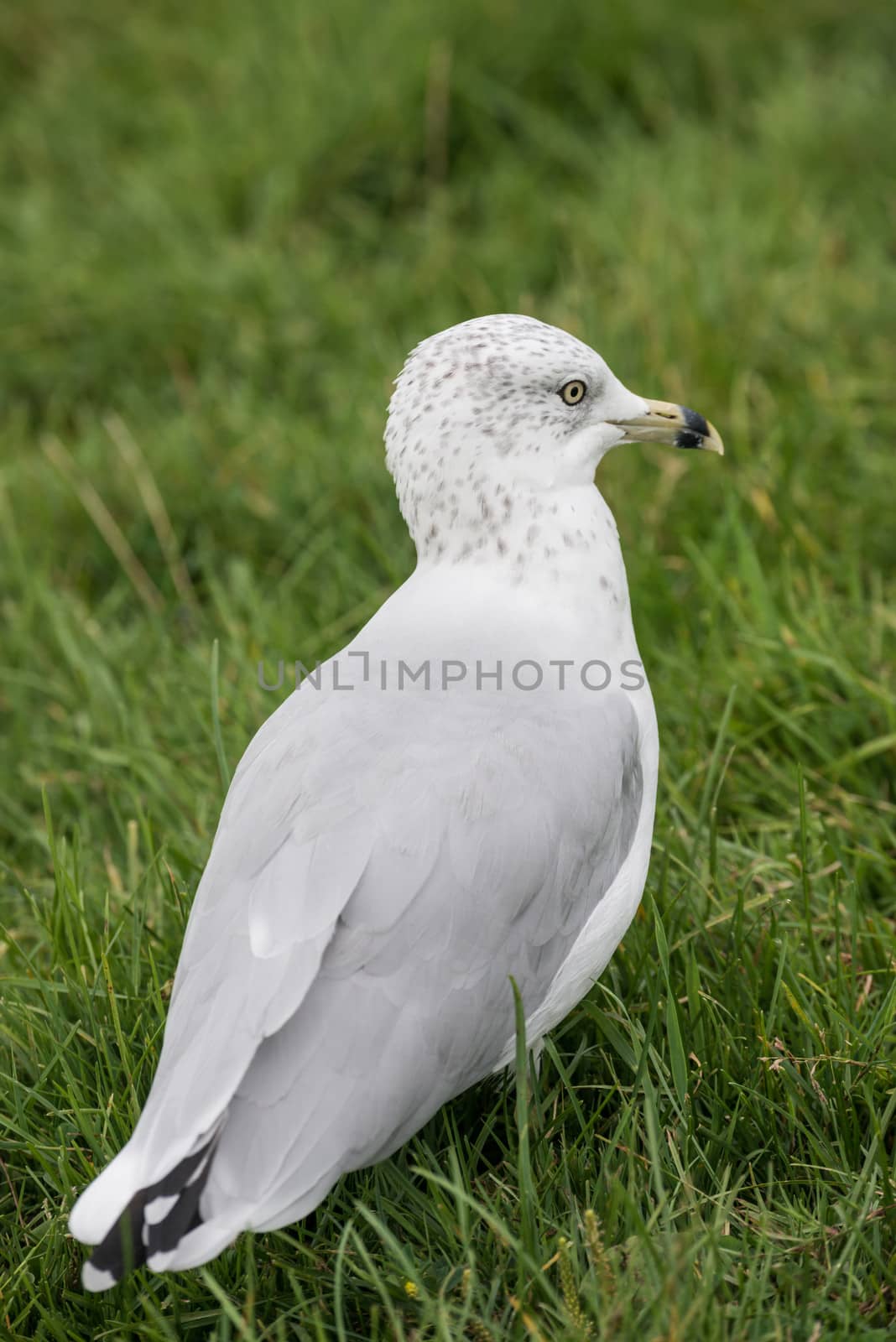 Seagull standing in a grass field in a wild life zoo