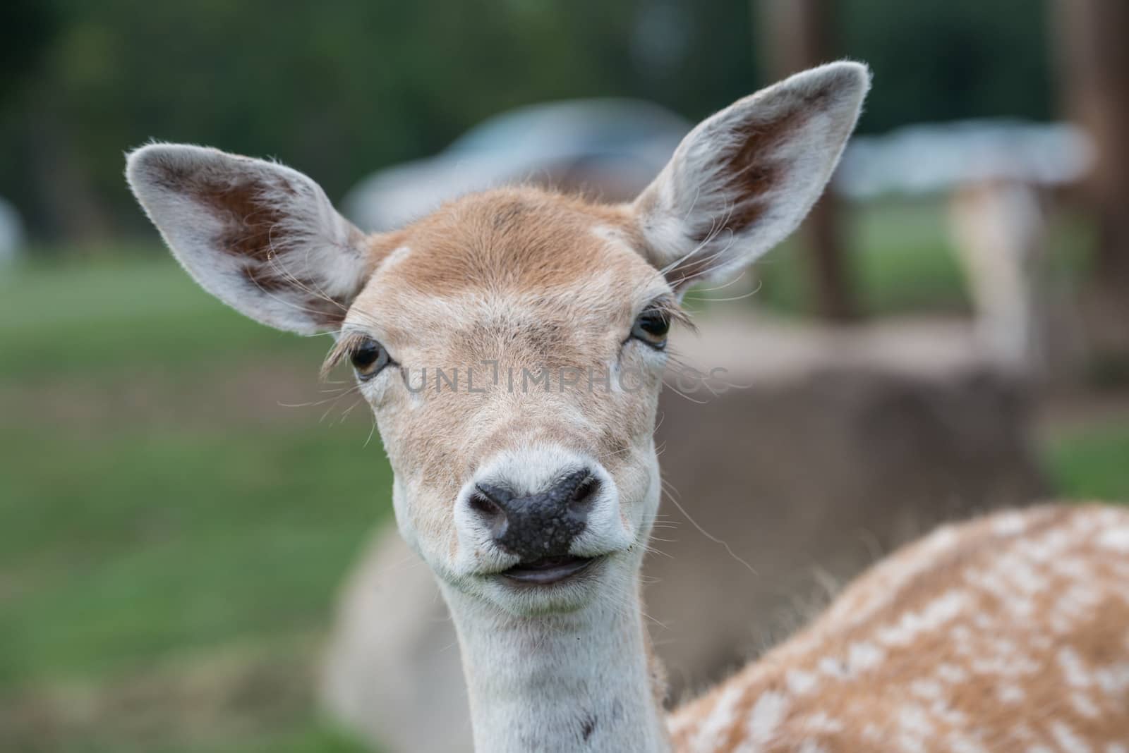 Close up of a female deer  by IVYPHOTOS