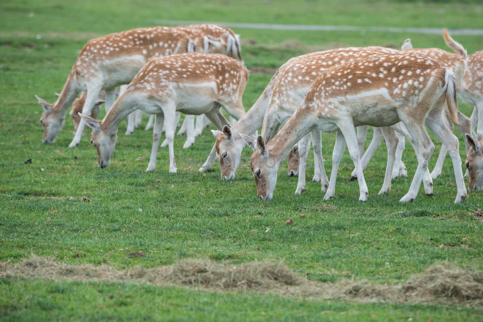 A herd of female deers on a grass field in wild life reserve