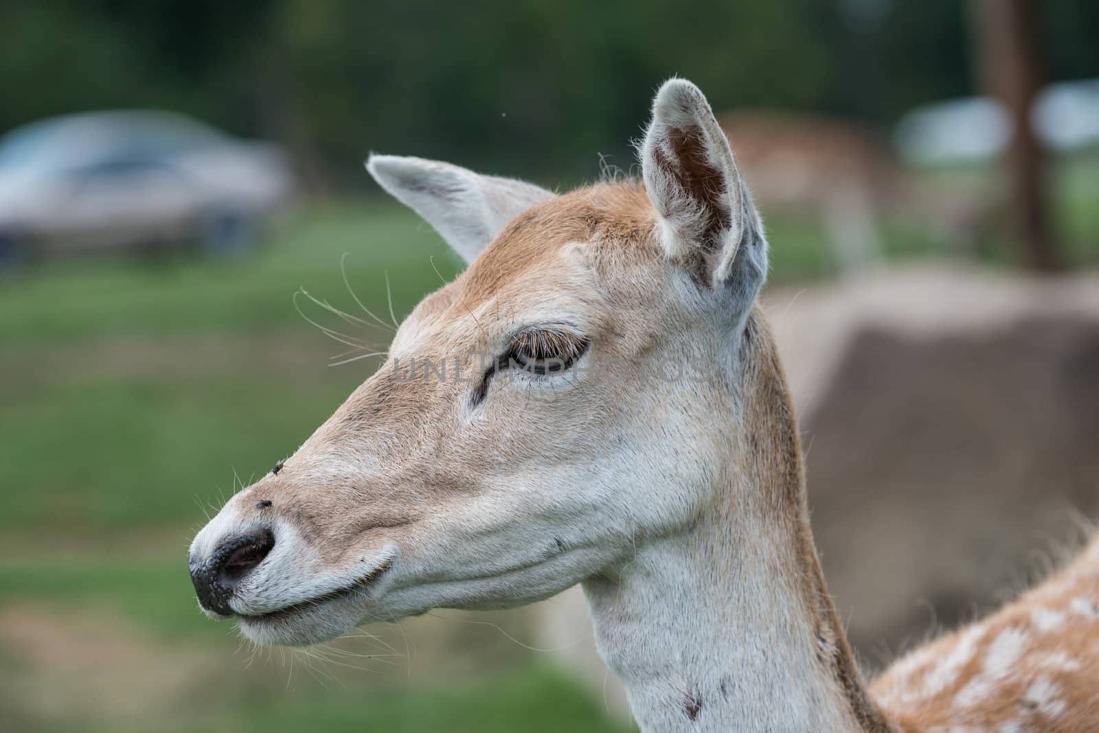 Close up of the face of a female deer 