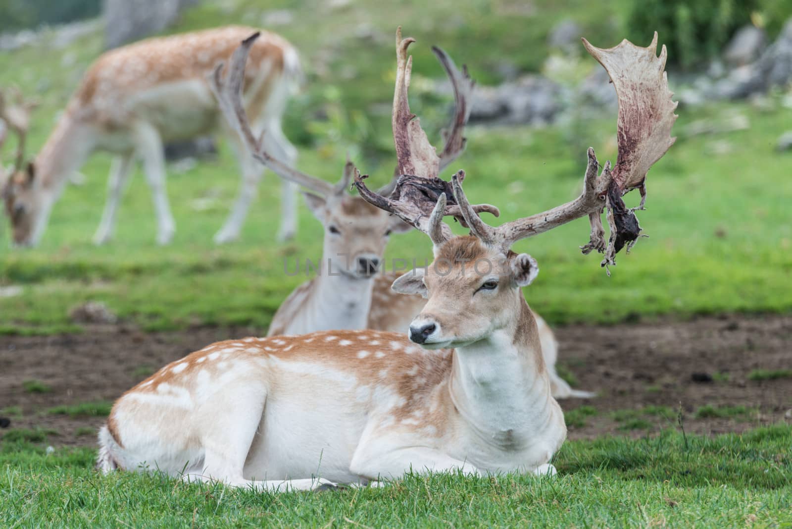 Male deer resting with a pack of deers on a grass field