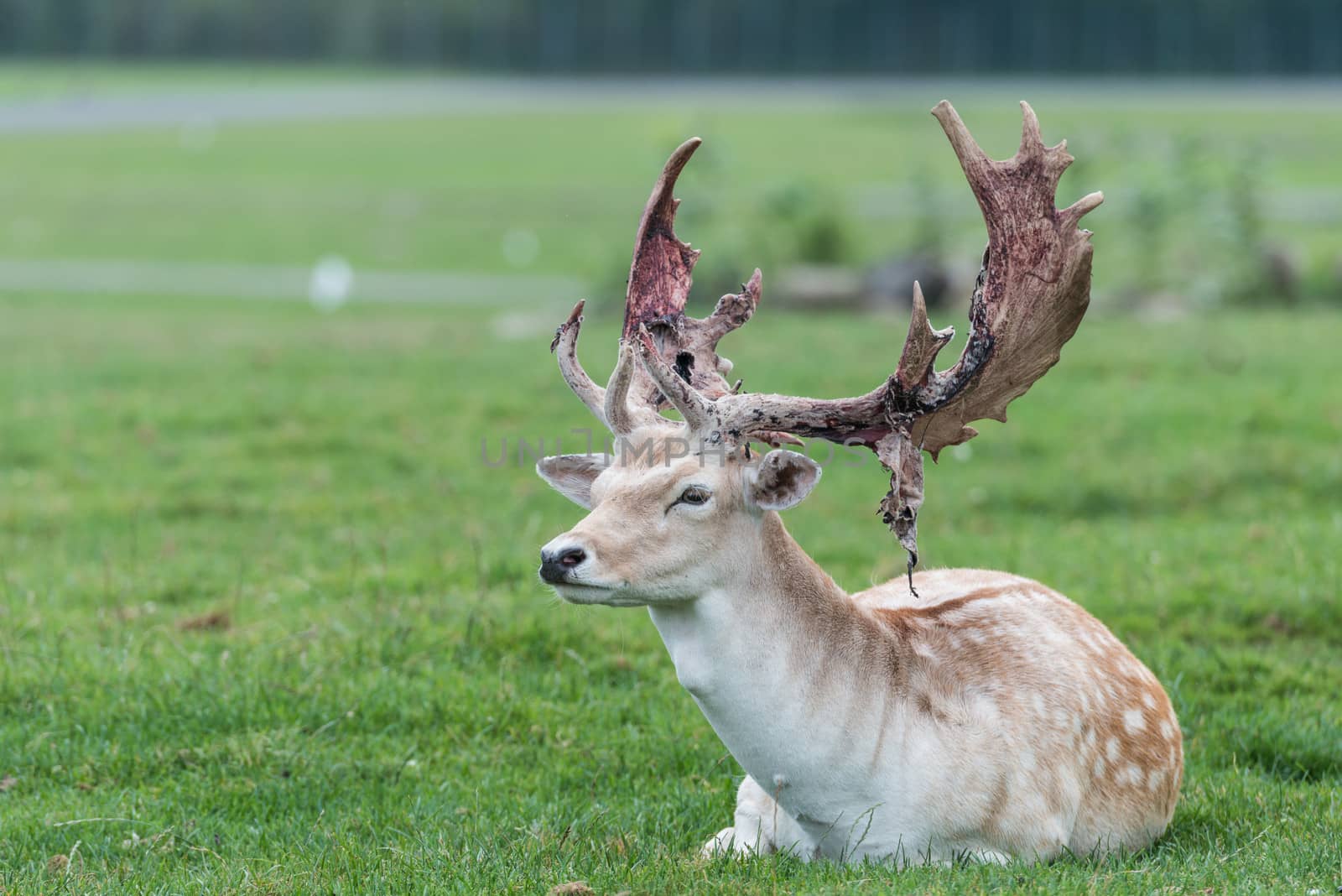 Male deer resting with a pack of deers on a grass field
