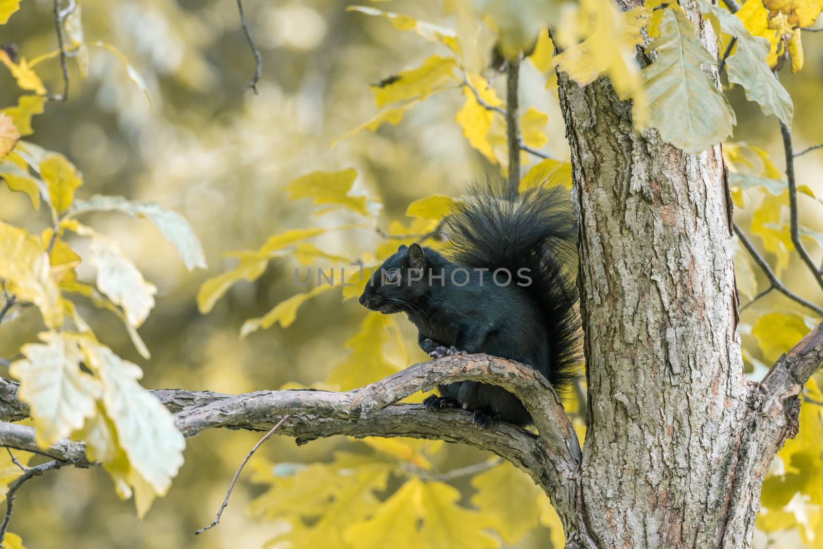 Black squirrel looking for food during autumn time in forest