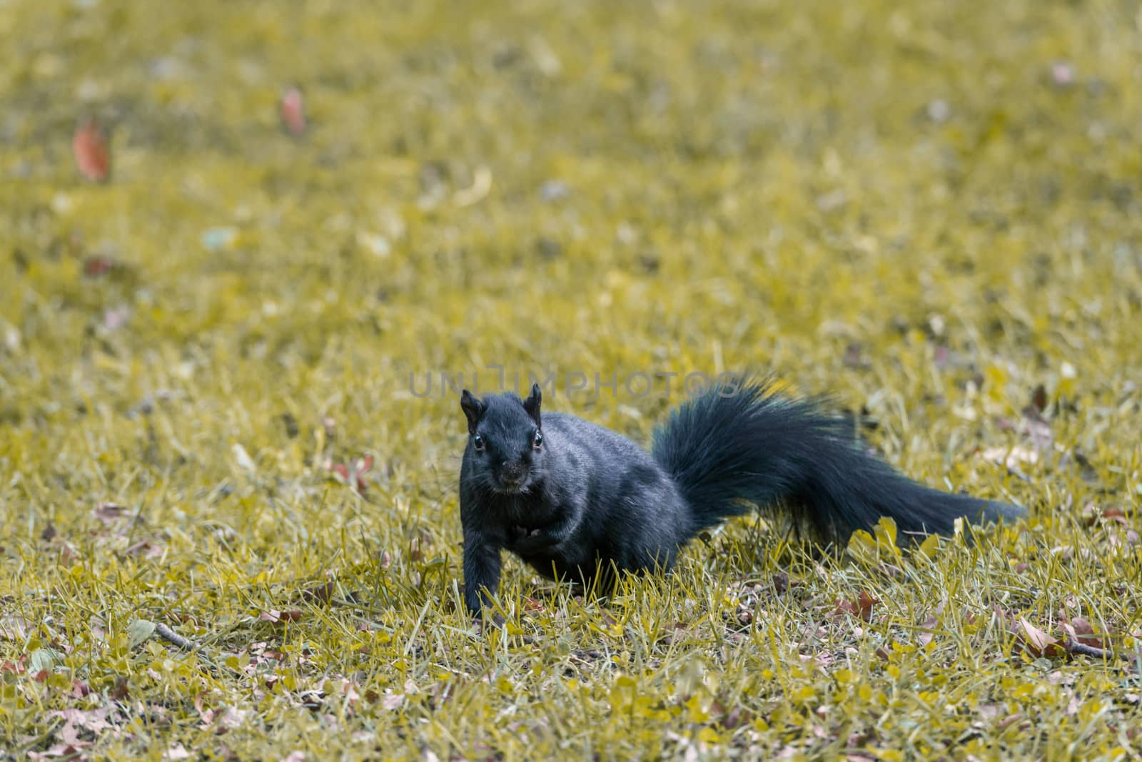 Black squirrel looking for food during autumn time in forest