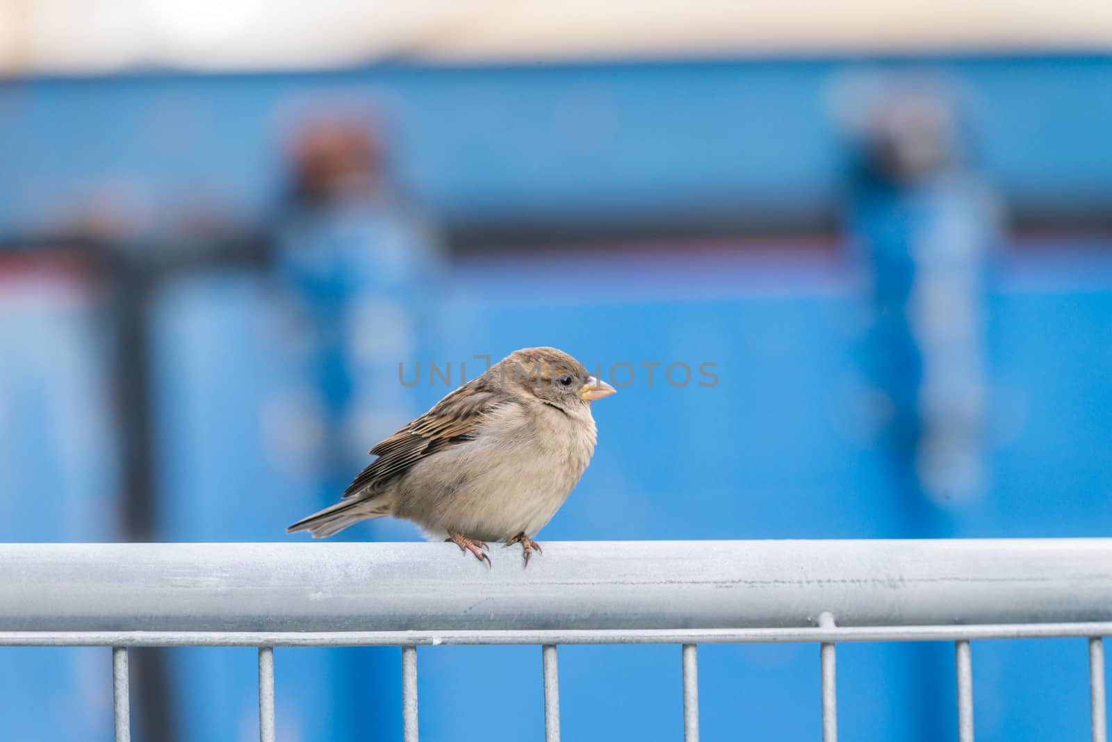 Tiny bird standing on a metal fence during a cold day with blue background