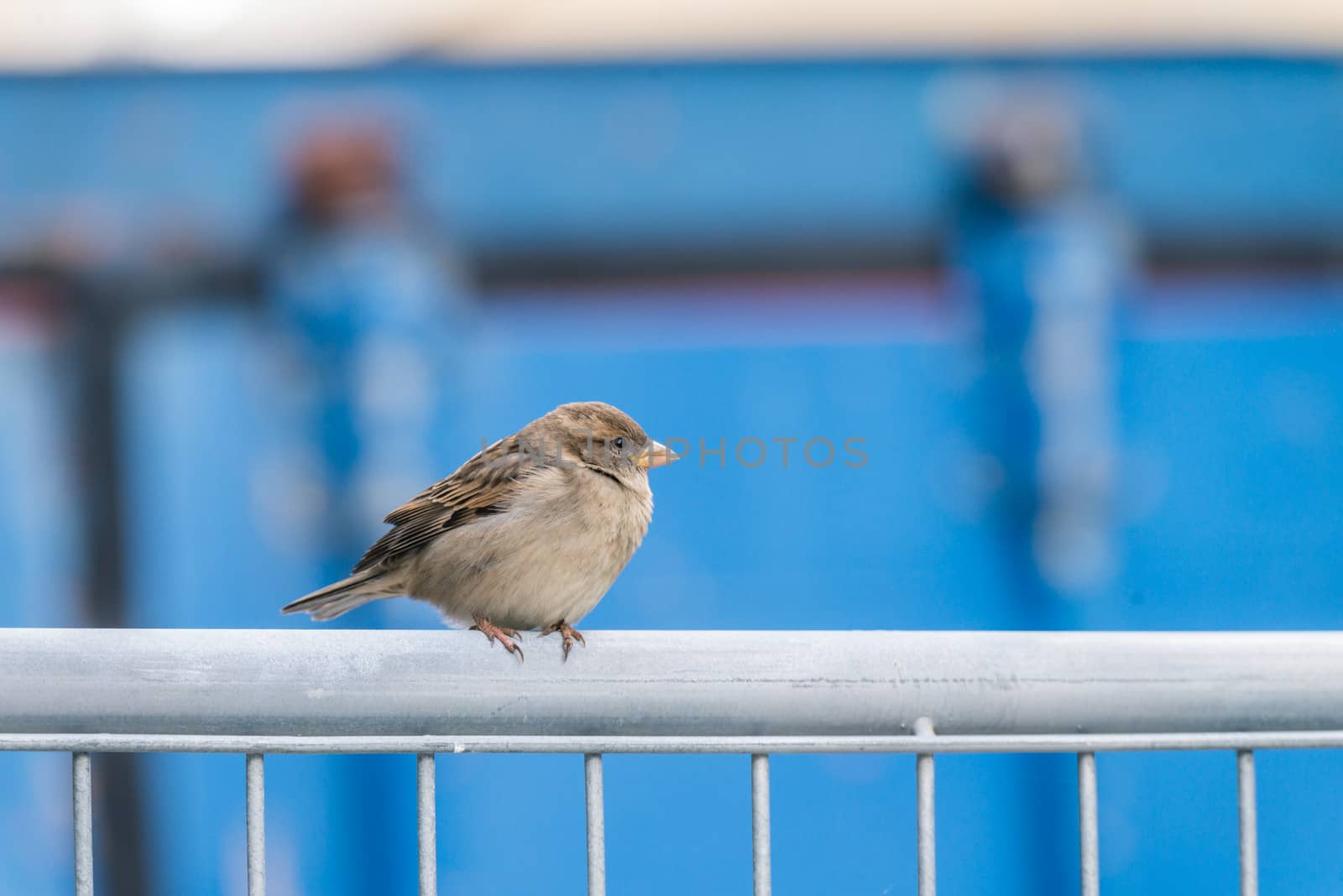 Tiny bird standing on a metal fence during a cold day with blue background