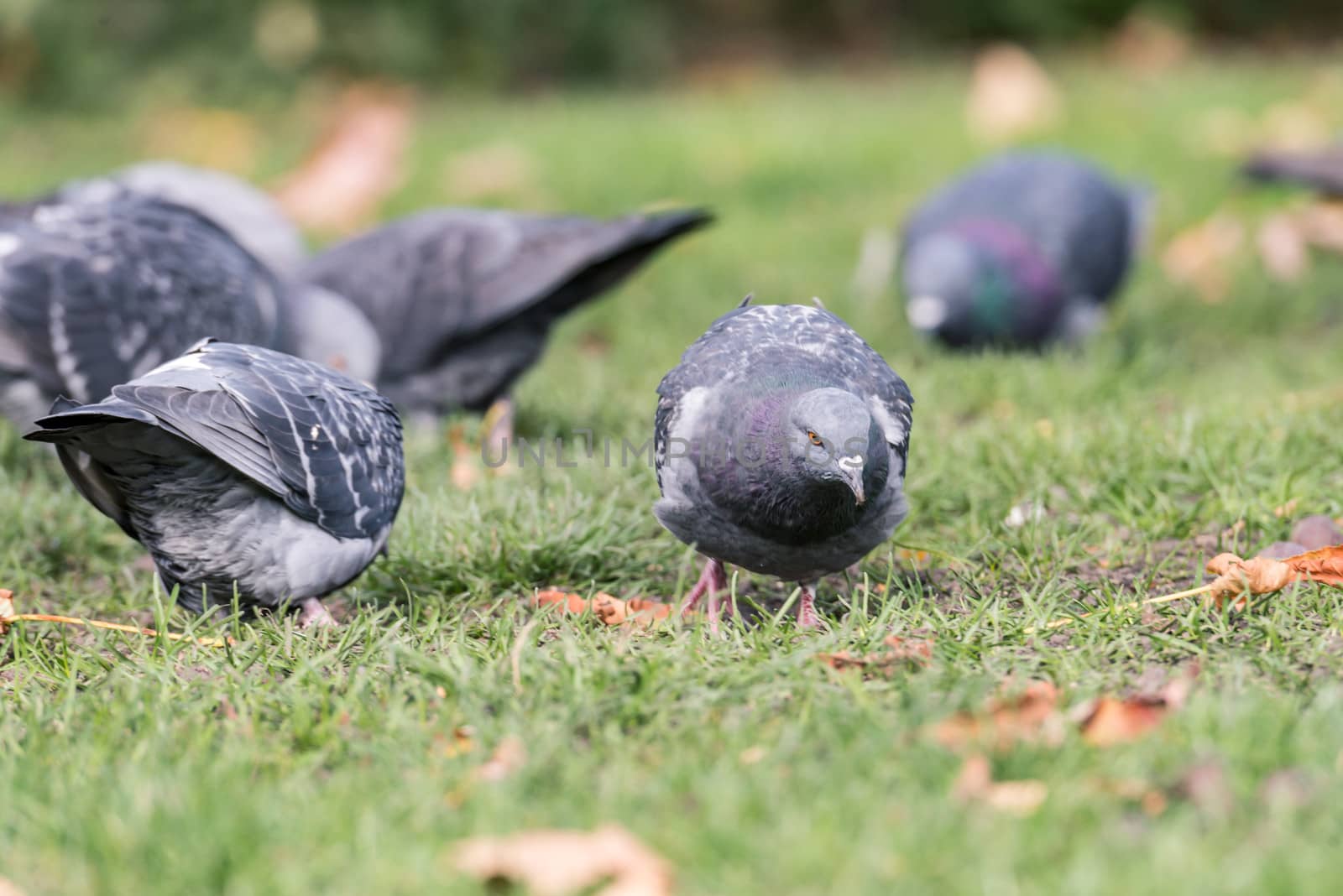 Pigeons looking for food by IVYPHOTOS