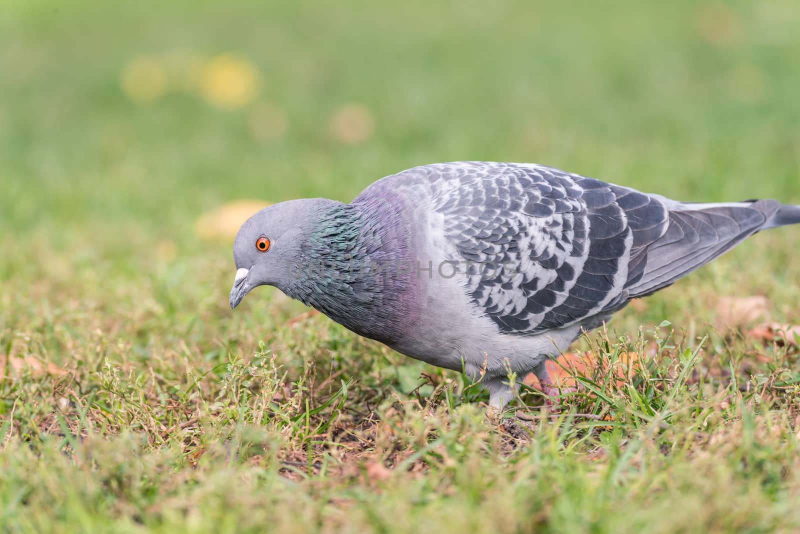 Pigeons looking for food by IVYPHOTOS