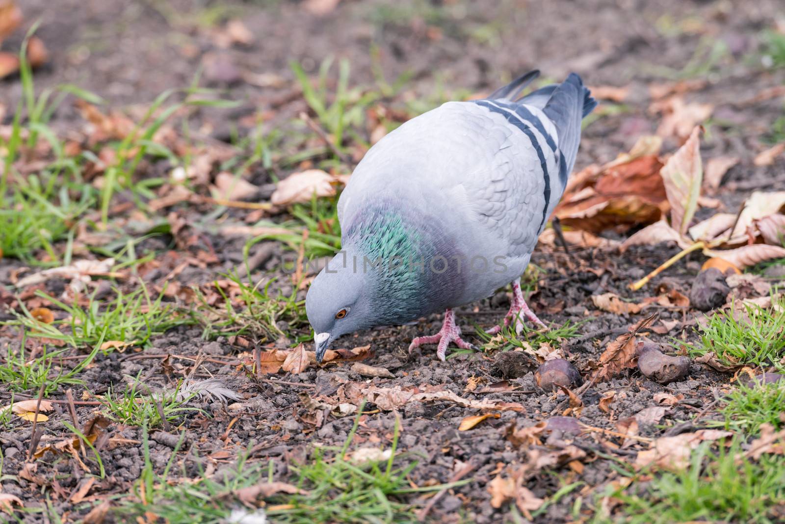 Wood Pigeons (Columba palumbu) looking for seeds as food in grass field