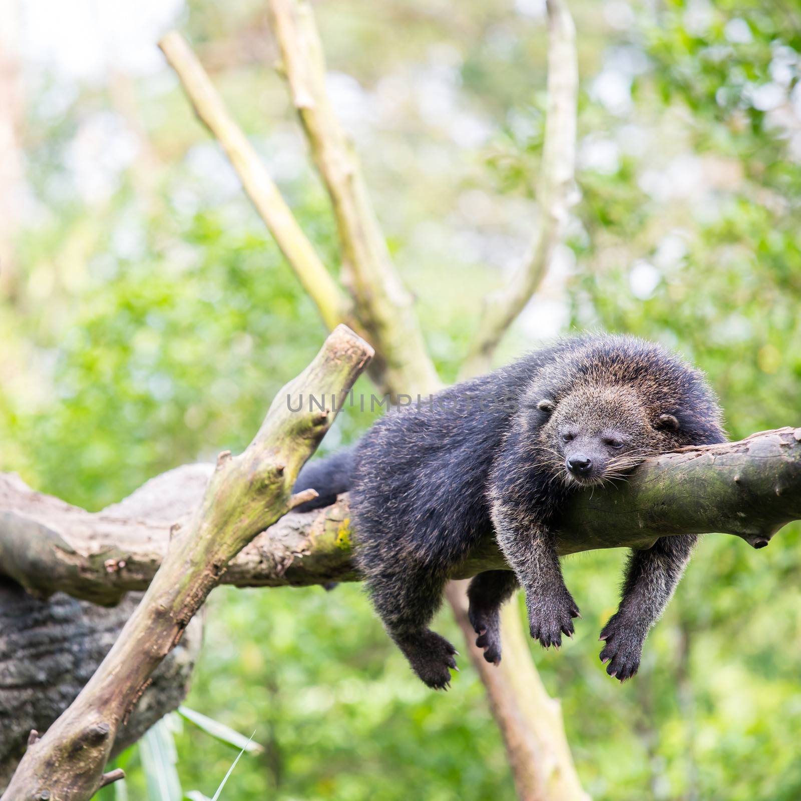 wild binturong bearcat sleeping on tree