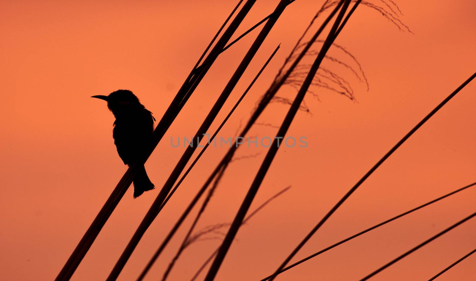 Dramatic sunset silhouette of a bird sitting on a branch