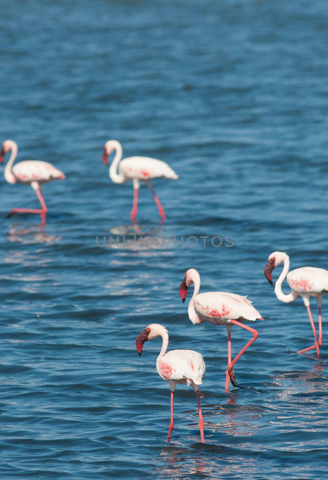 Wild flamingoes wading in shallow water