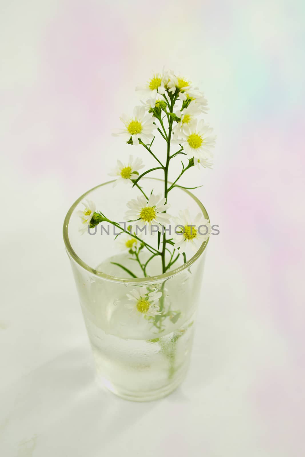 Bouquet of Flowers in a Glass on Pastel background