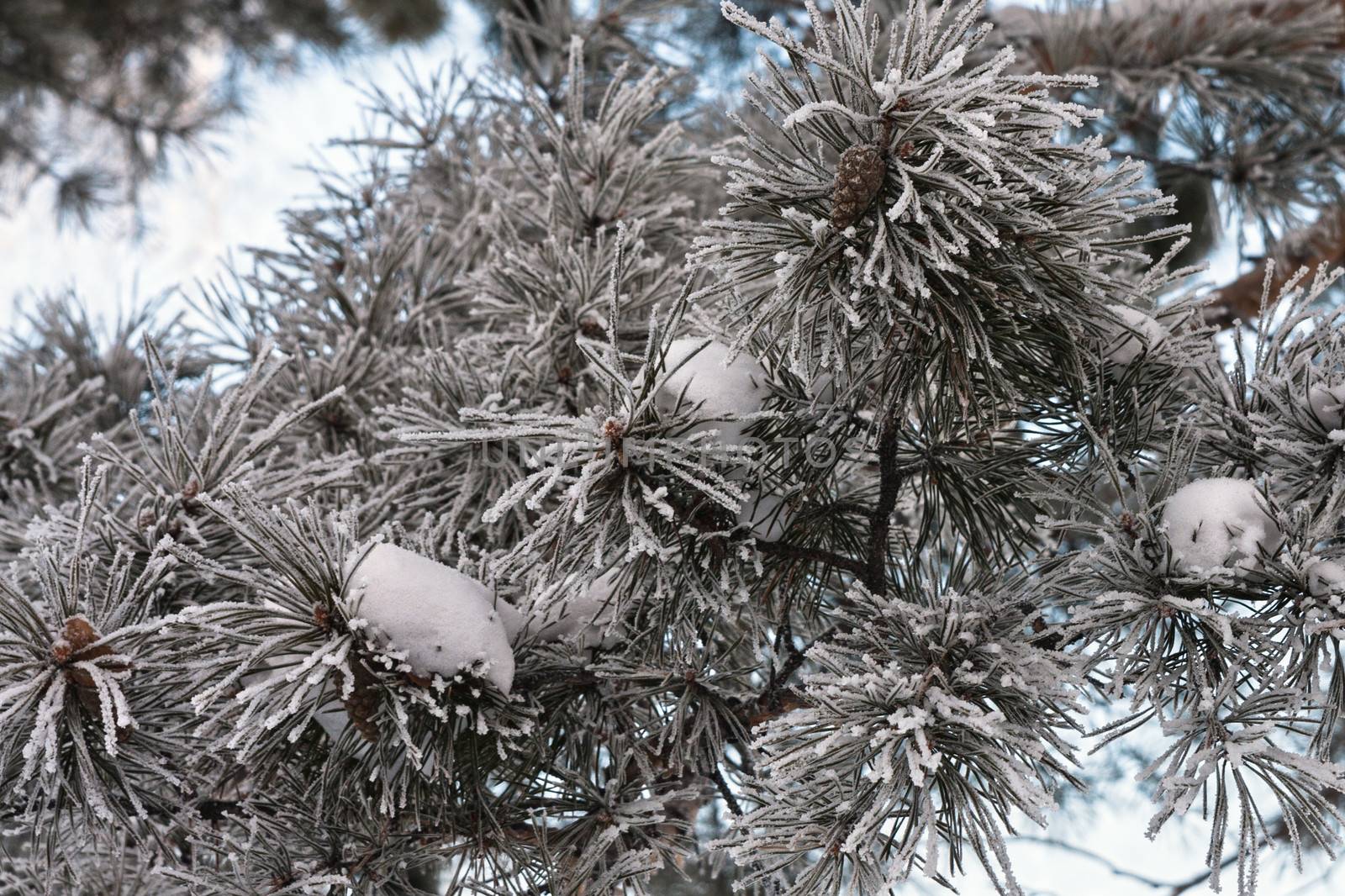 pine branch with cones covered with hoarfrost