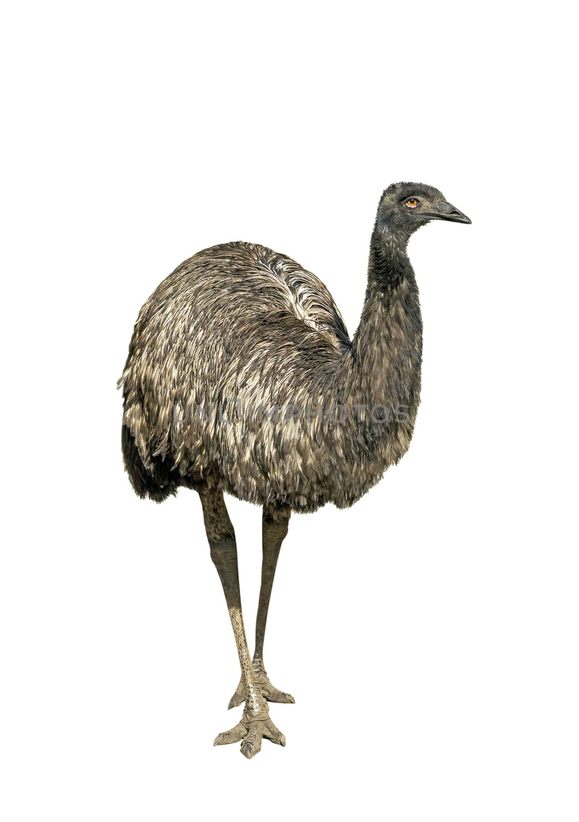 Ostrich emu isolated over white background
