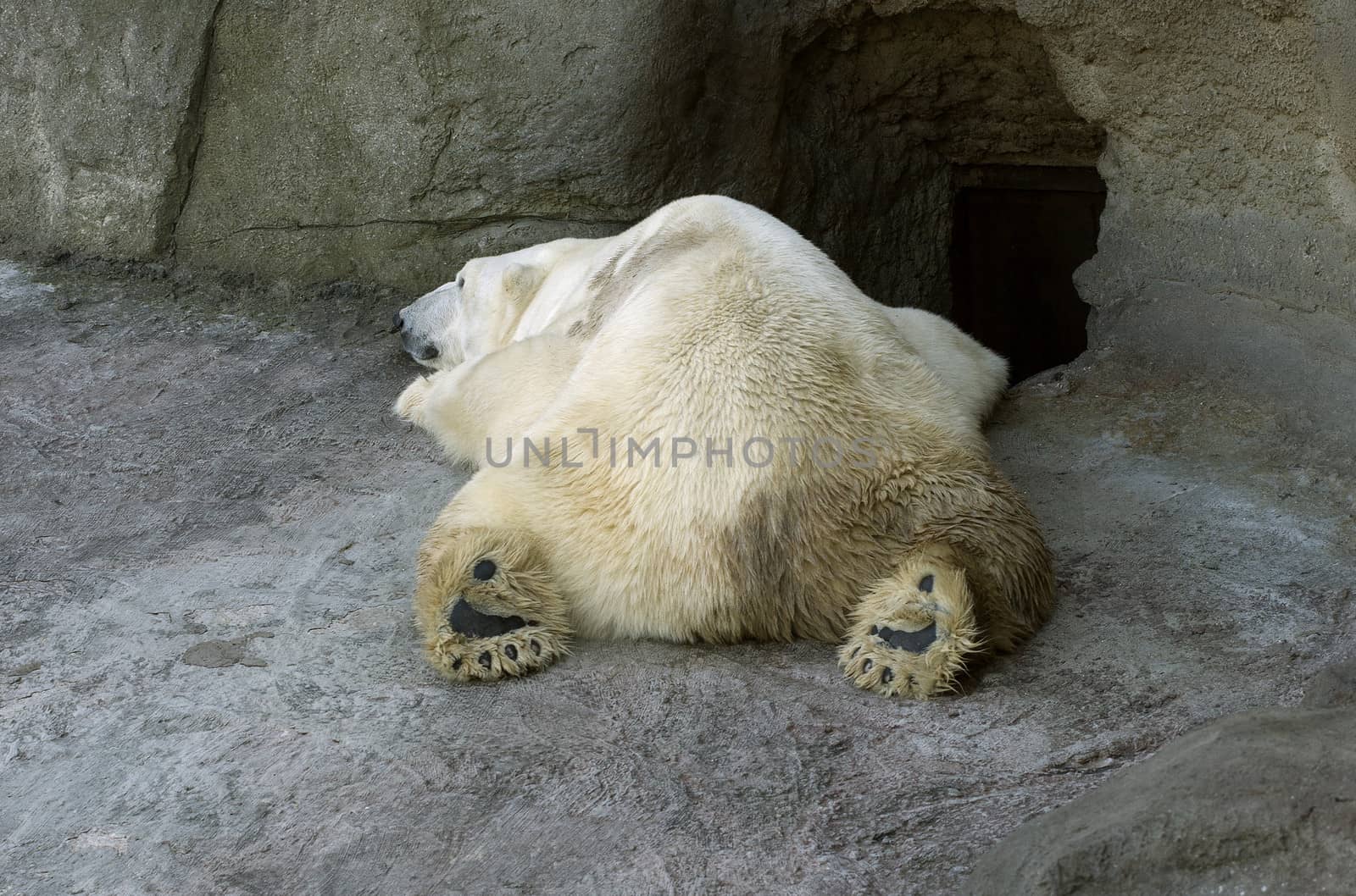 Sleeping polar bear in the Moscow Zoo