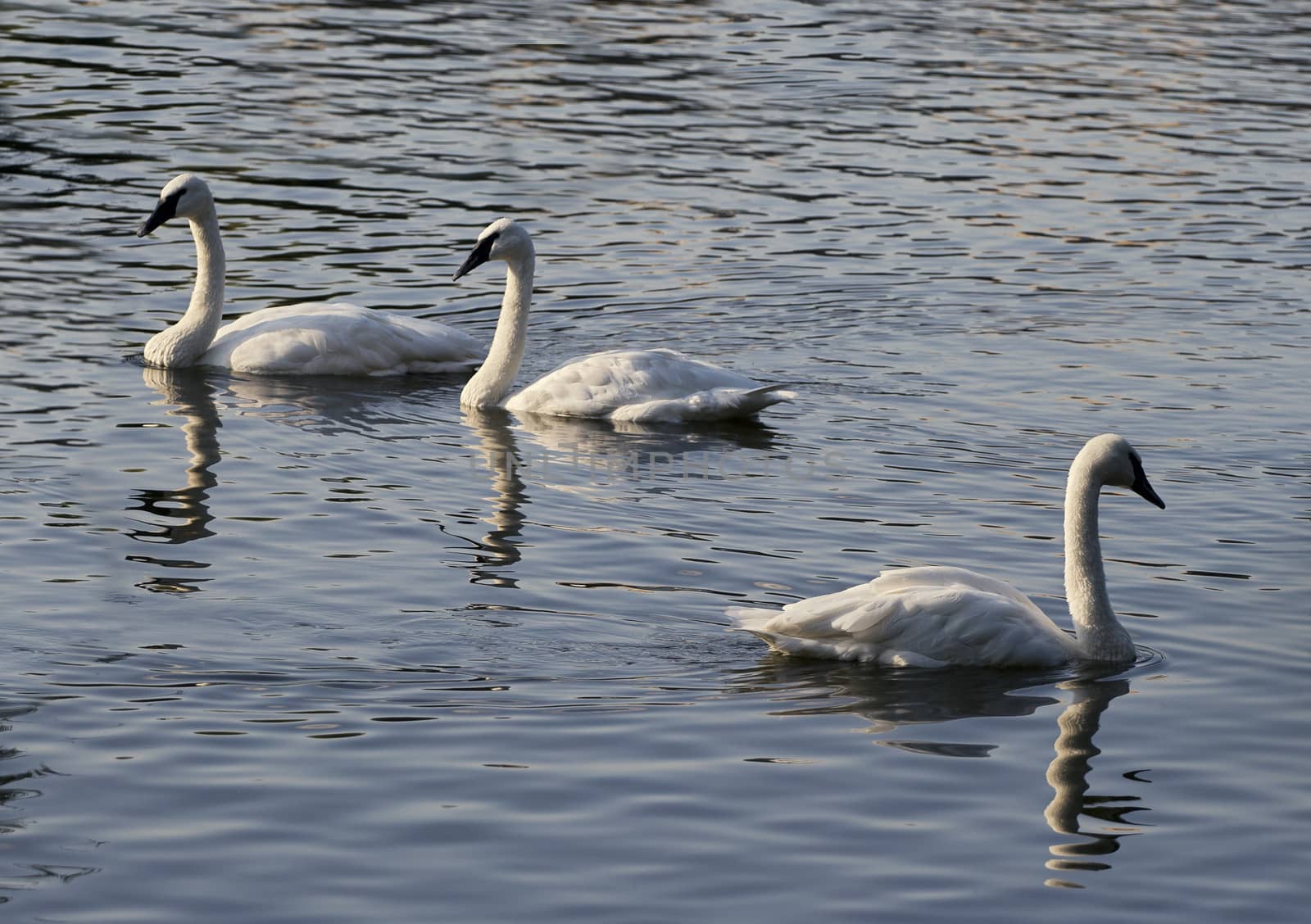 Three swans on a lake in the evening light