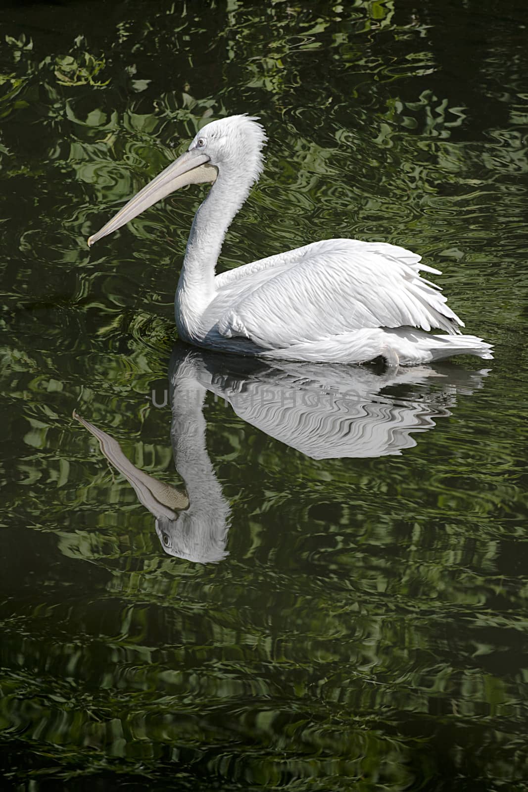 Pelican floating on a lake in Moscow zoo