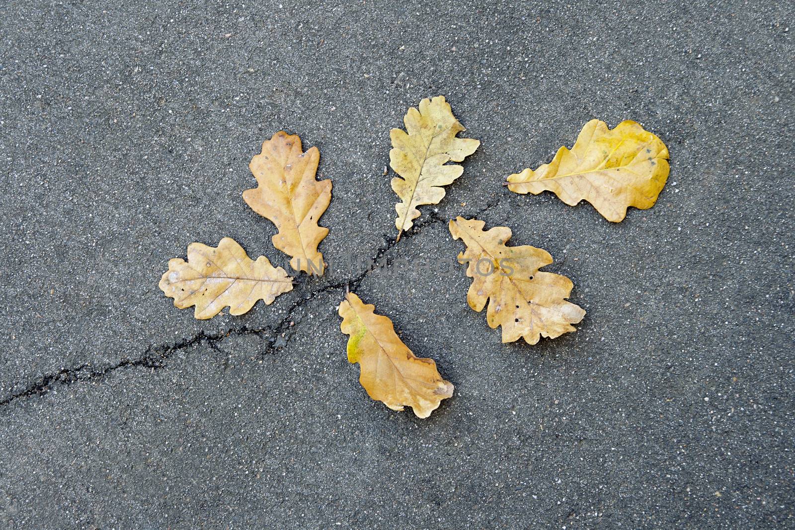 Dead oak leaves on asphalt in the shape of a branch