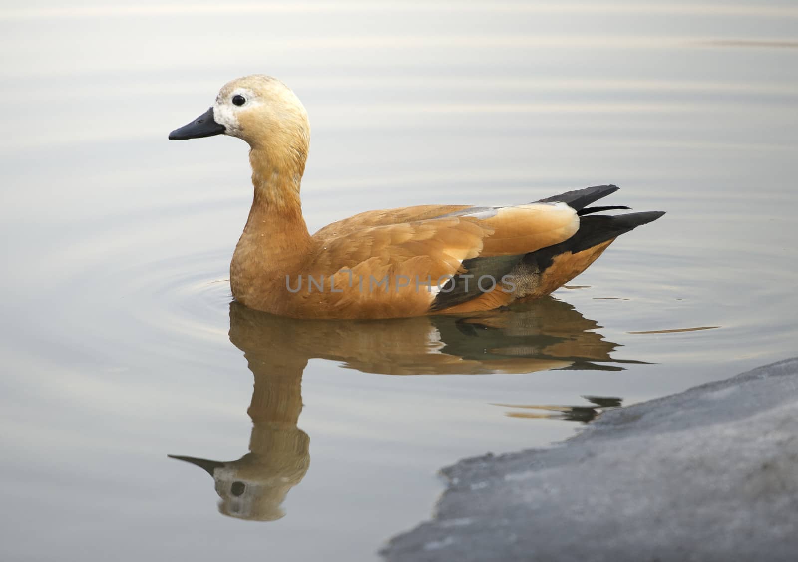 Ruddy sheldduck swimming in a lake in winter