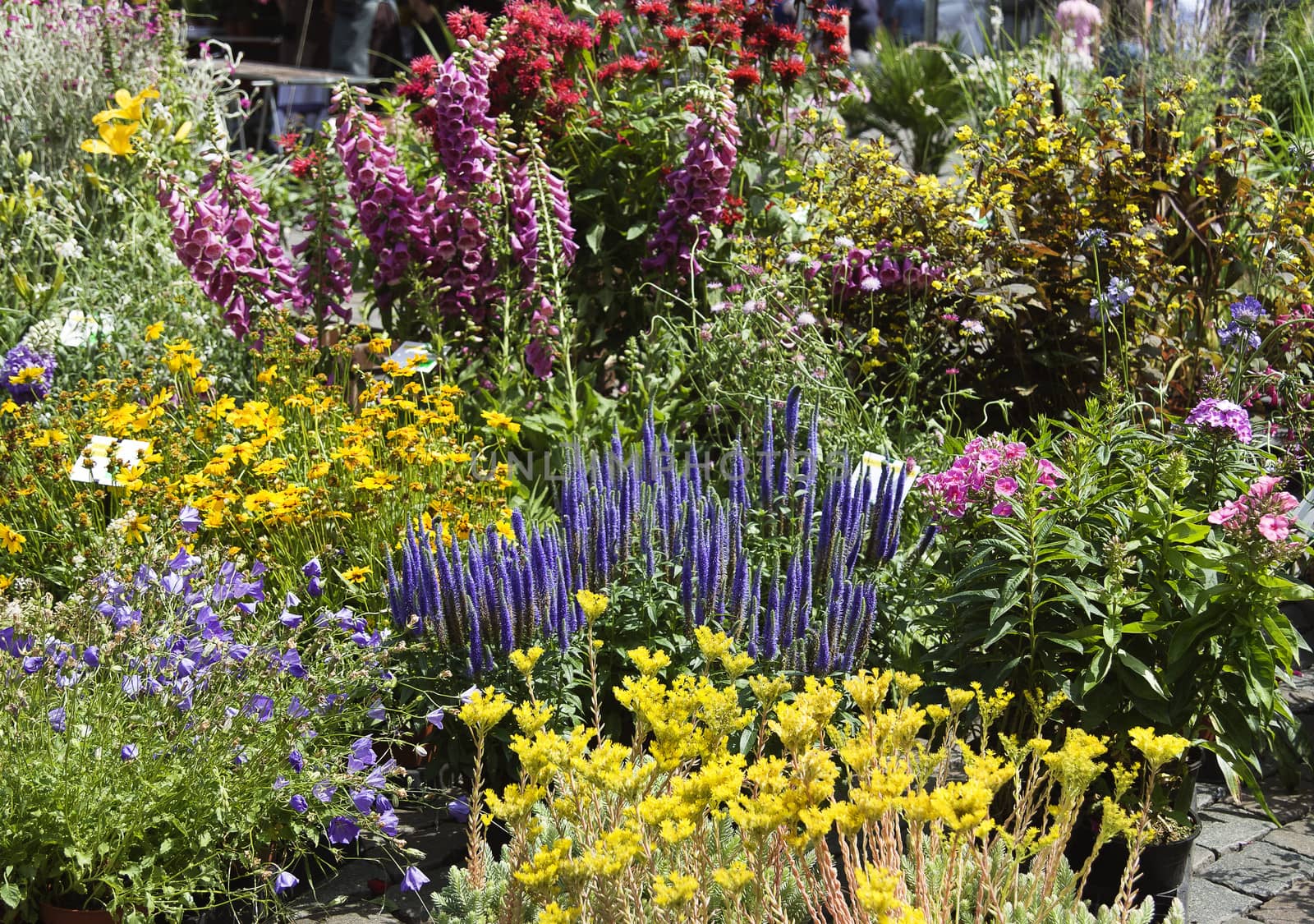 Outdoor flower market, multicoloured flowers