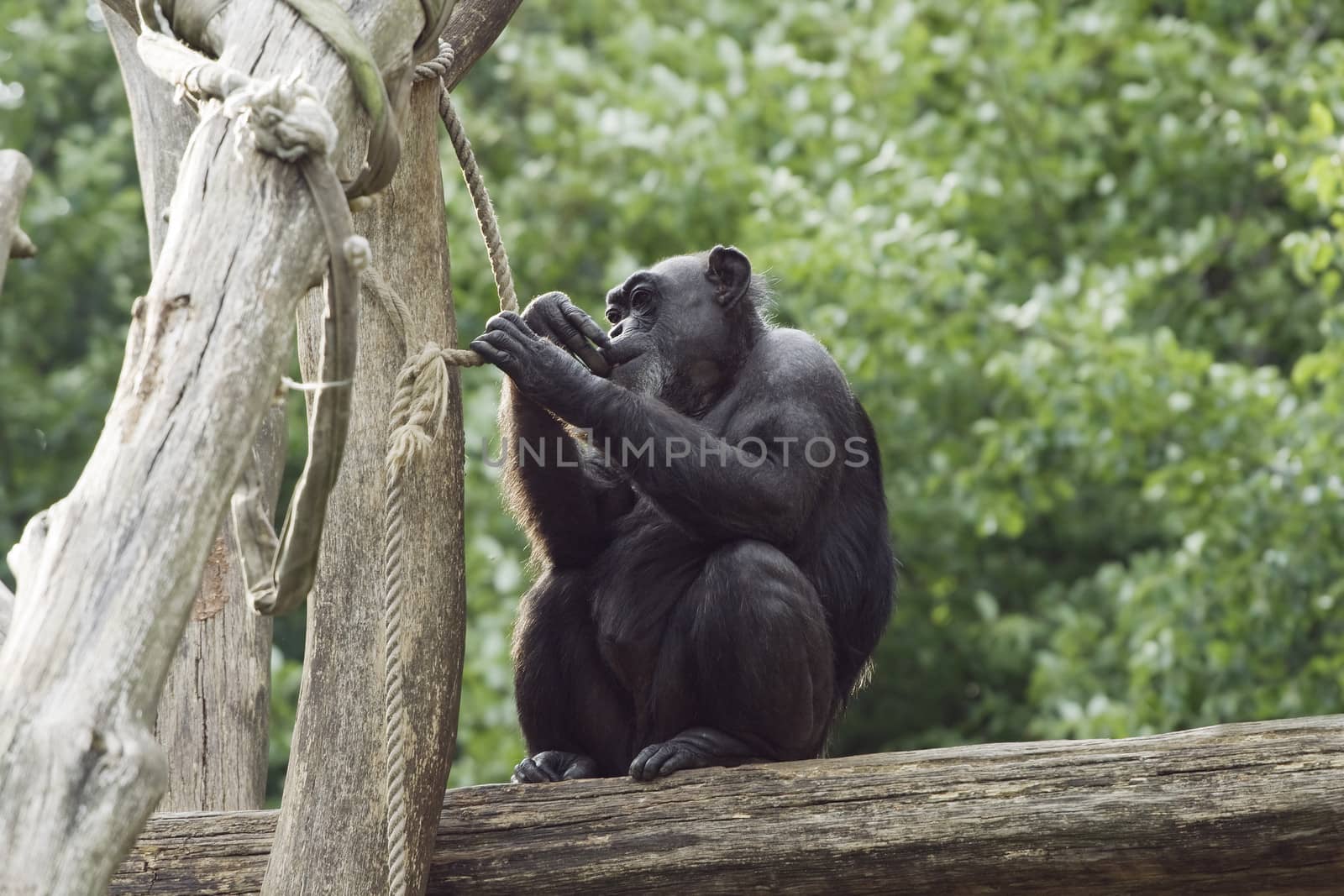 Monkey sitting on a tree in a zoo