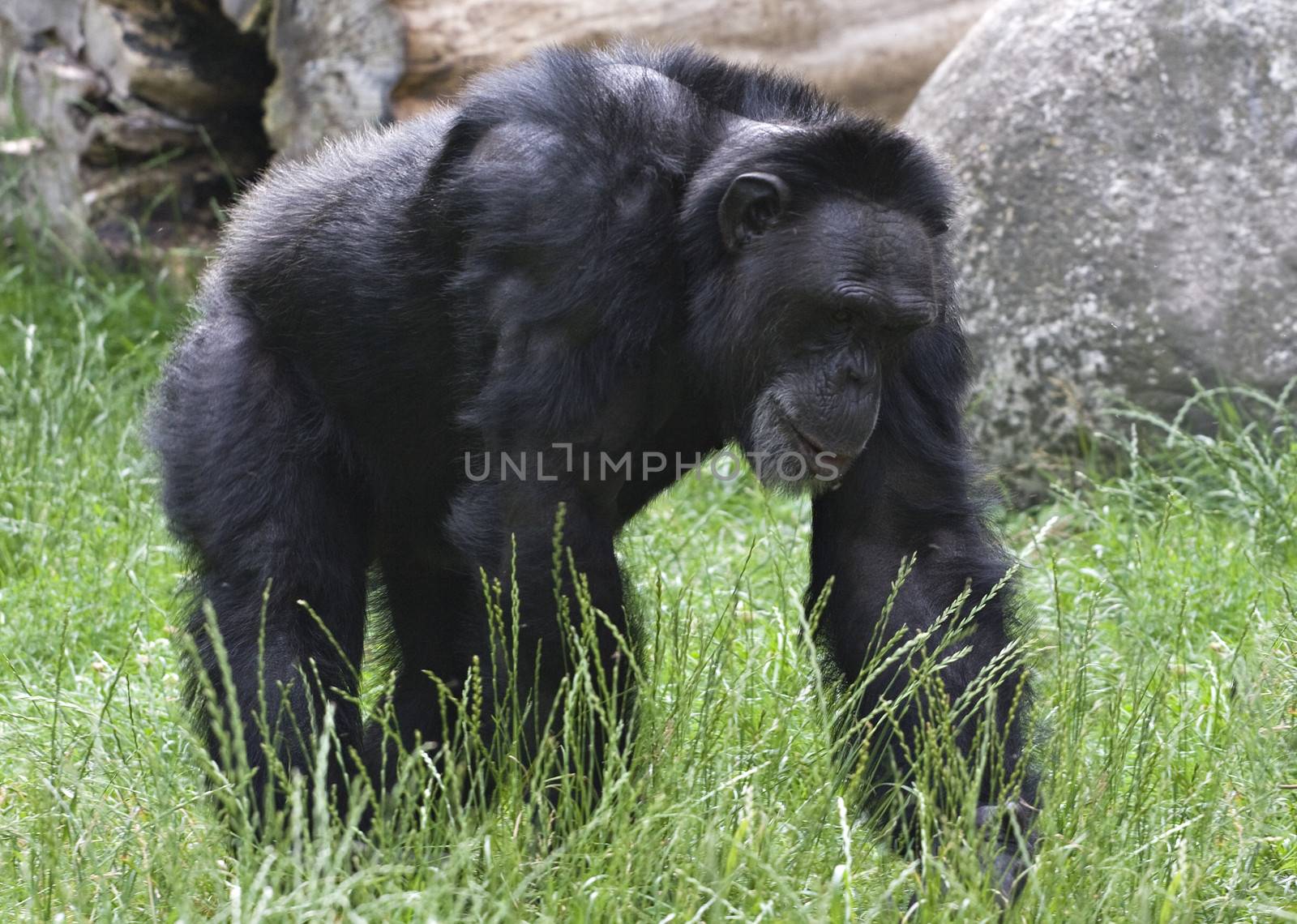 Adult black gorilla walking on grass in a zoo