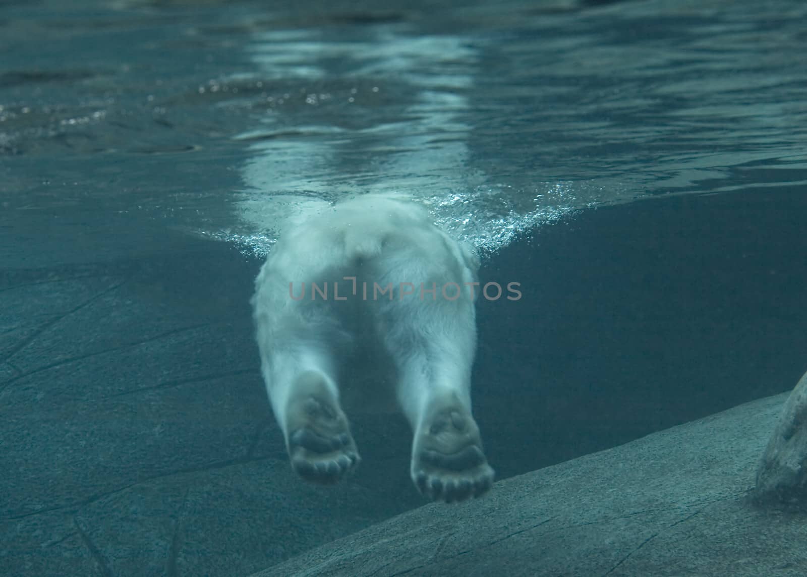 Polar bear swimming in a zoo pool