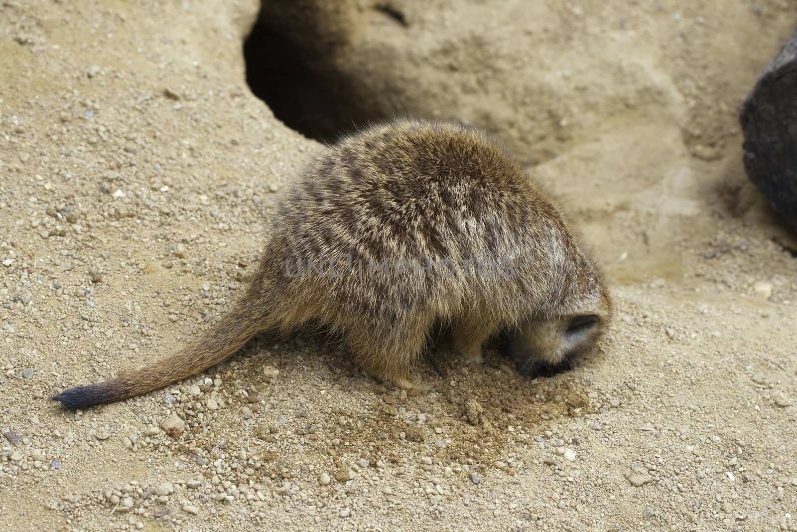 Meerkat digging a hole in the ground