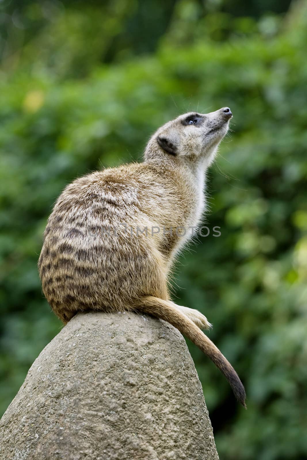Meerkat at watch sitting on a big rock
