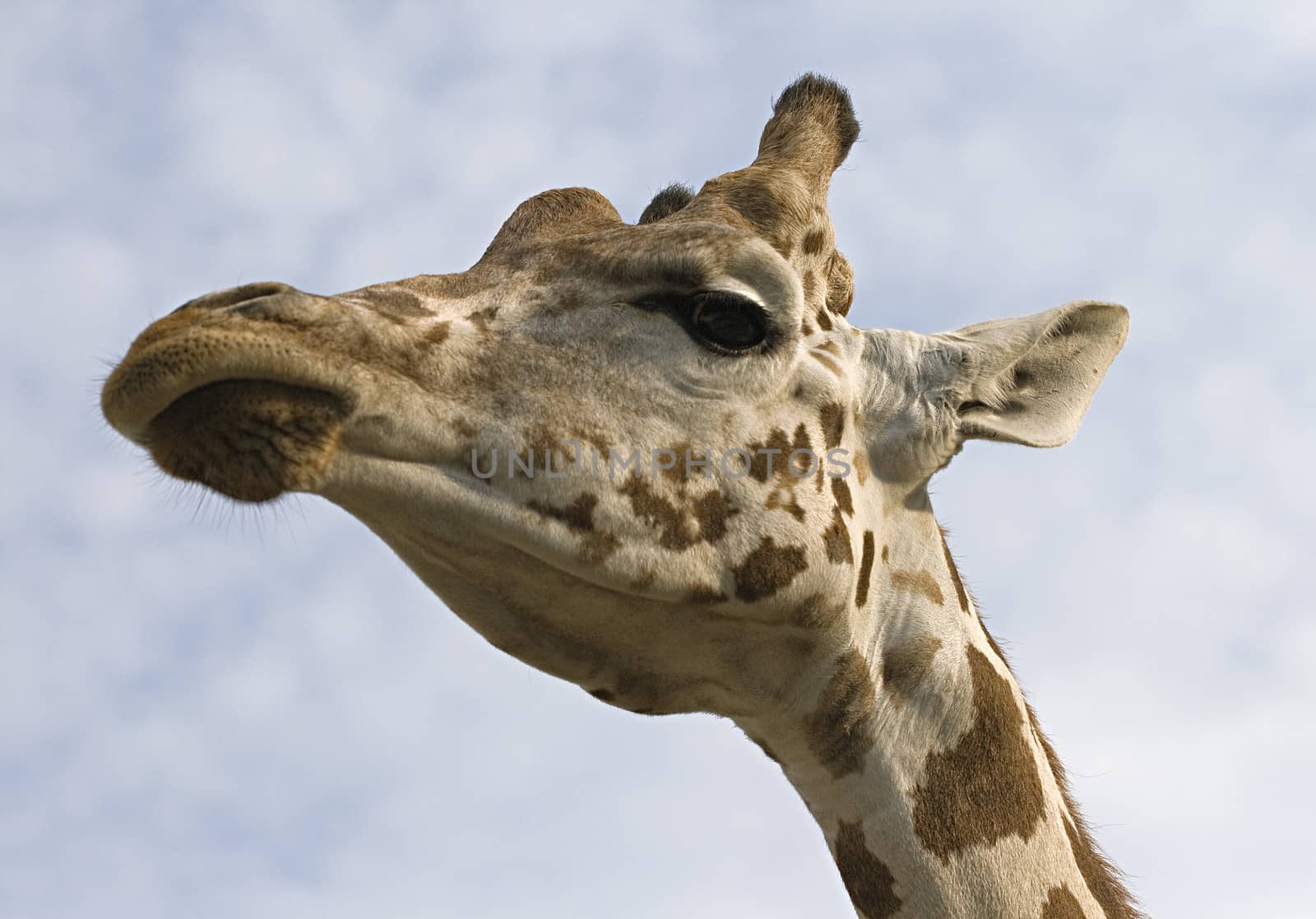 Giraffe's neck and head, view from below