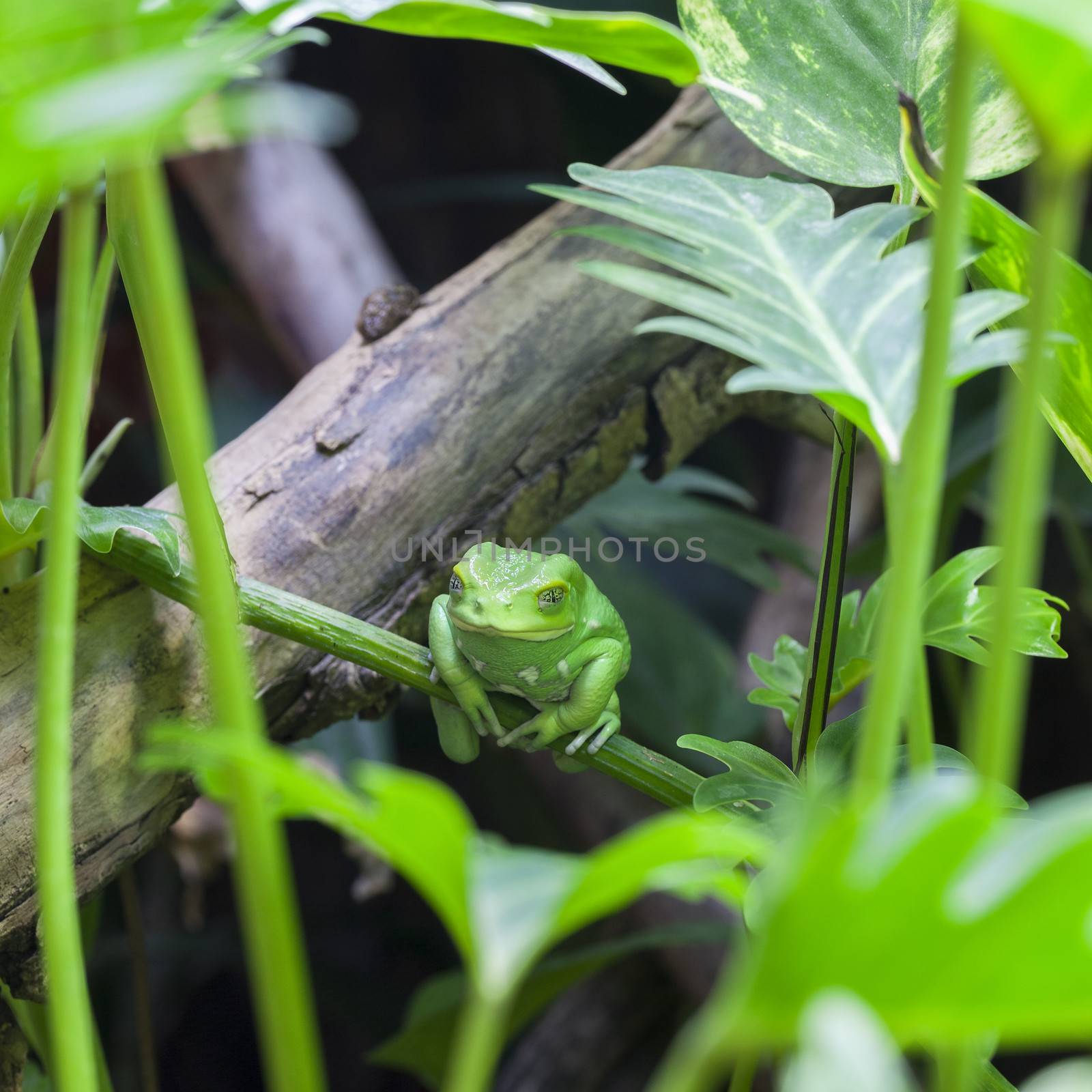 View of Green monkey frog by vwalakte